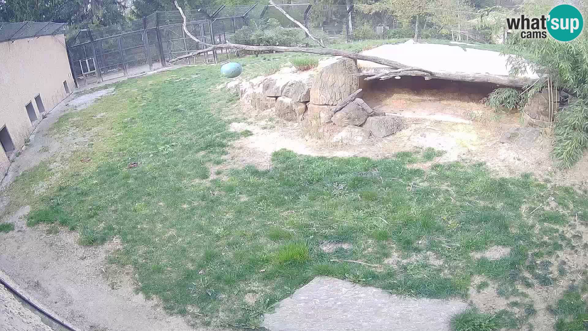 LION webcam en direct du zoo de Ljubljana – Slovénie