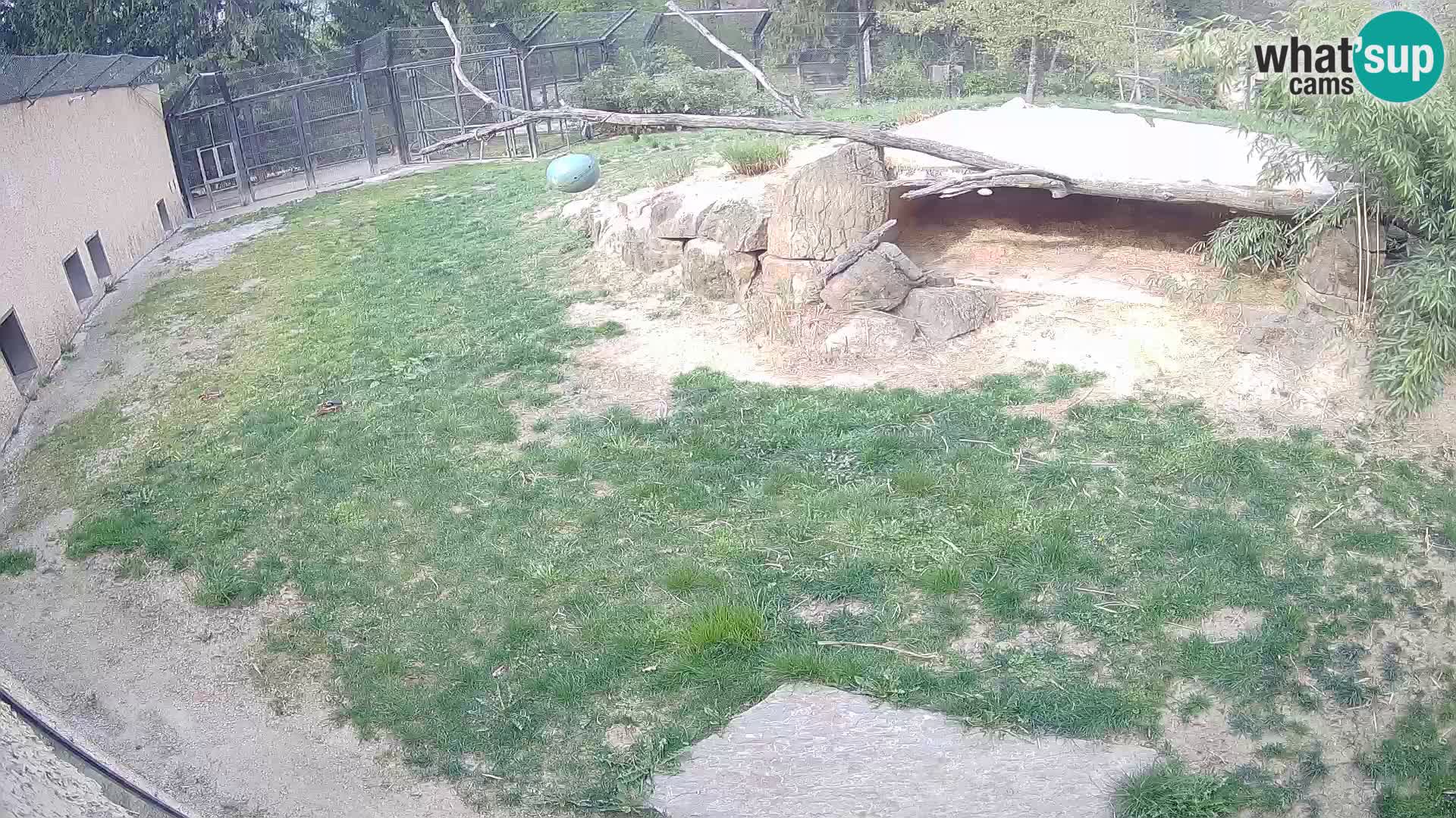 LION webcam en direct du zoo de Ljubljana – Slovénie
