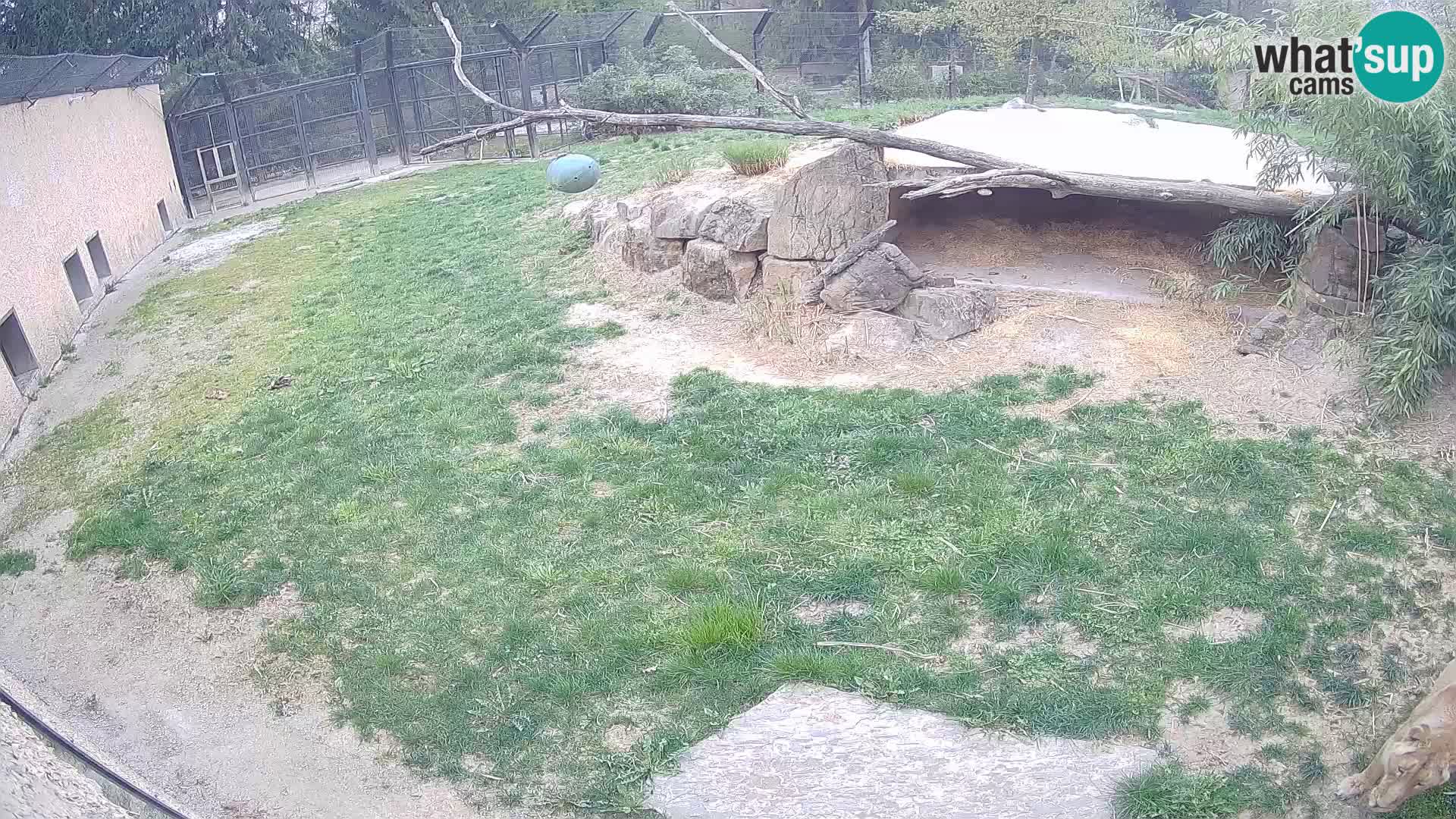 LEON Webcam en vivo en Ljubljana Zoo – Eslovenia