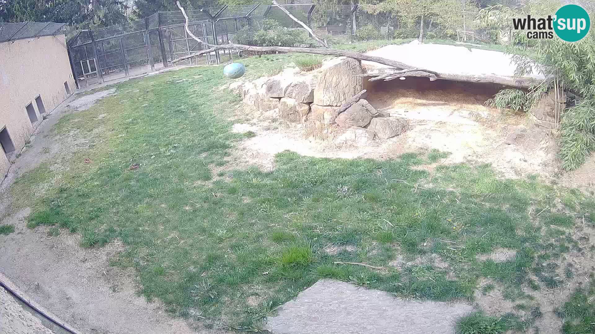 LION webcam en direct du zoo de Ljubljana – Slovénie