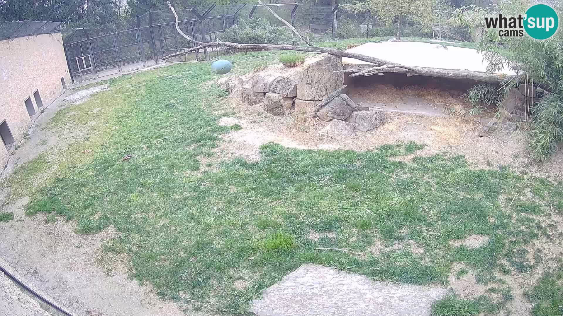 LEONE live Webcam nello zoo di Lubiana – Slovenia