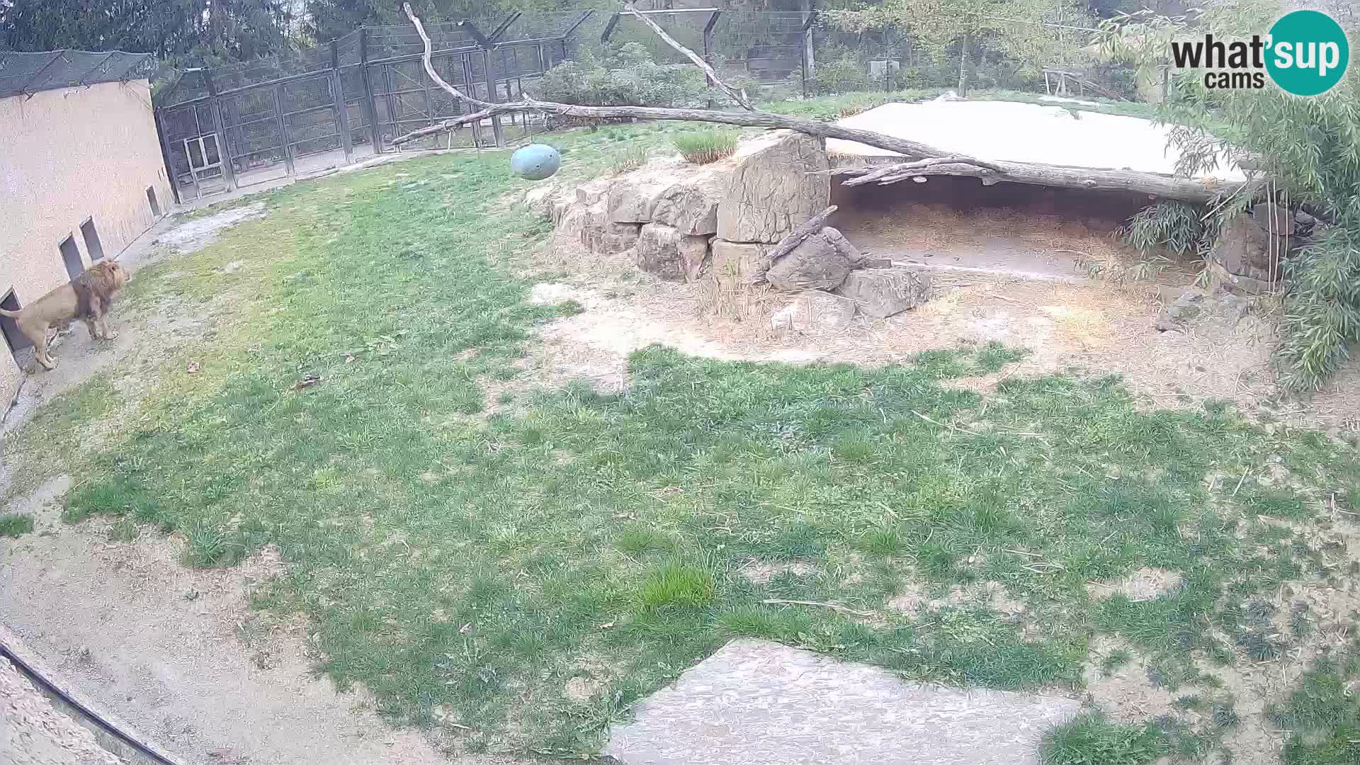 LION webcam en direct du zoo de Ljubljana – Slovénie
