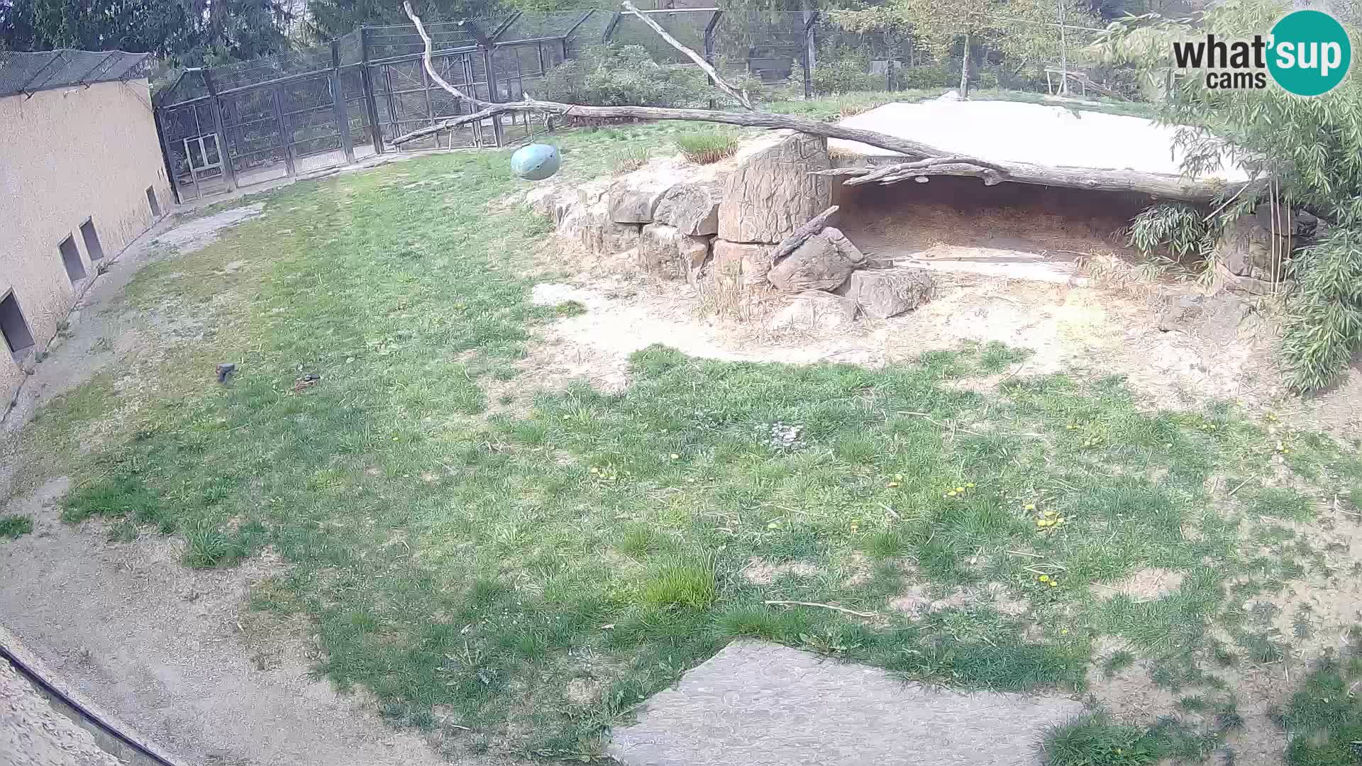 LION live Webcam in Ljubljana Zoo – Slovenia