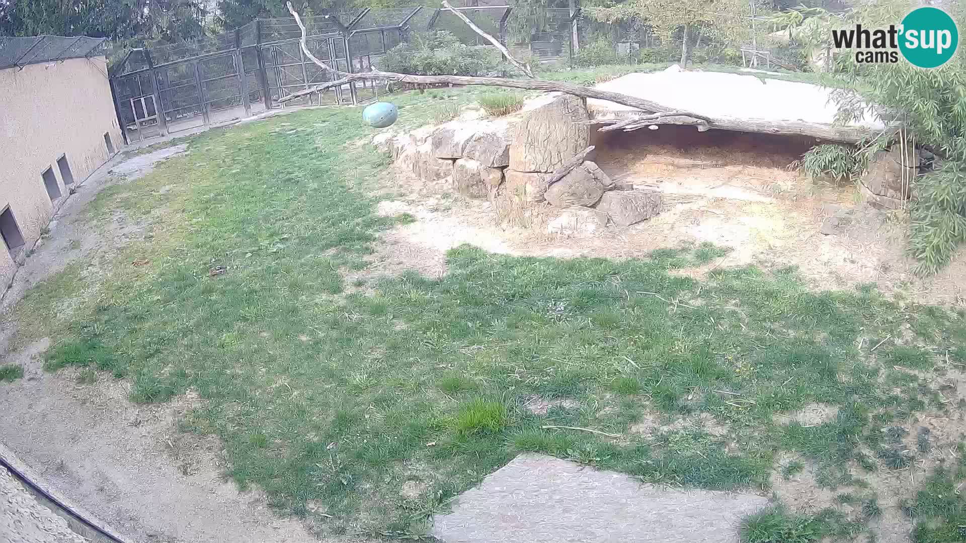LEON Webcam en vivo en Ljubljana Zoo – Eslovenia