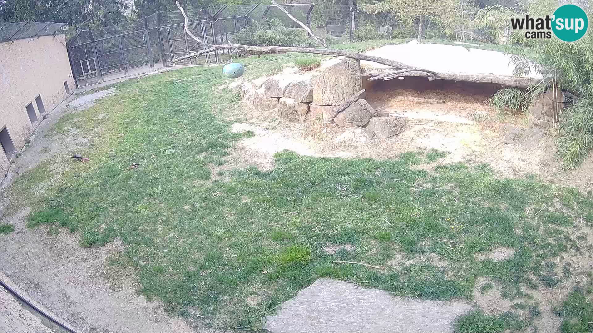 Löwe live Webcam im Zoo von Ljubljana – Slowenien