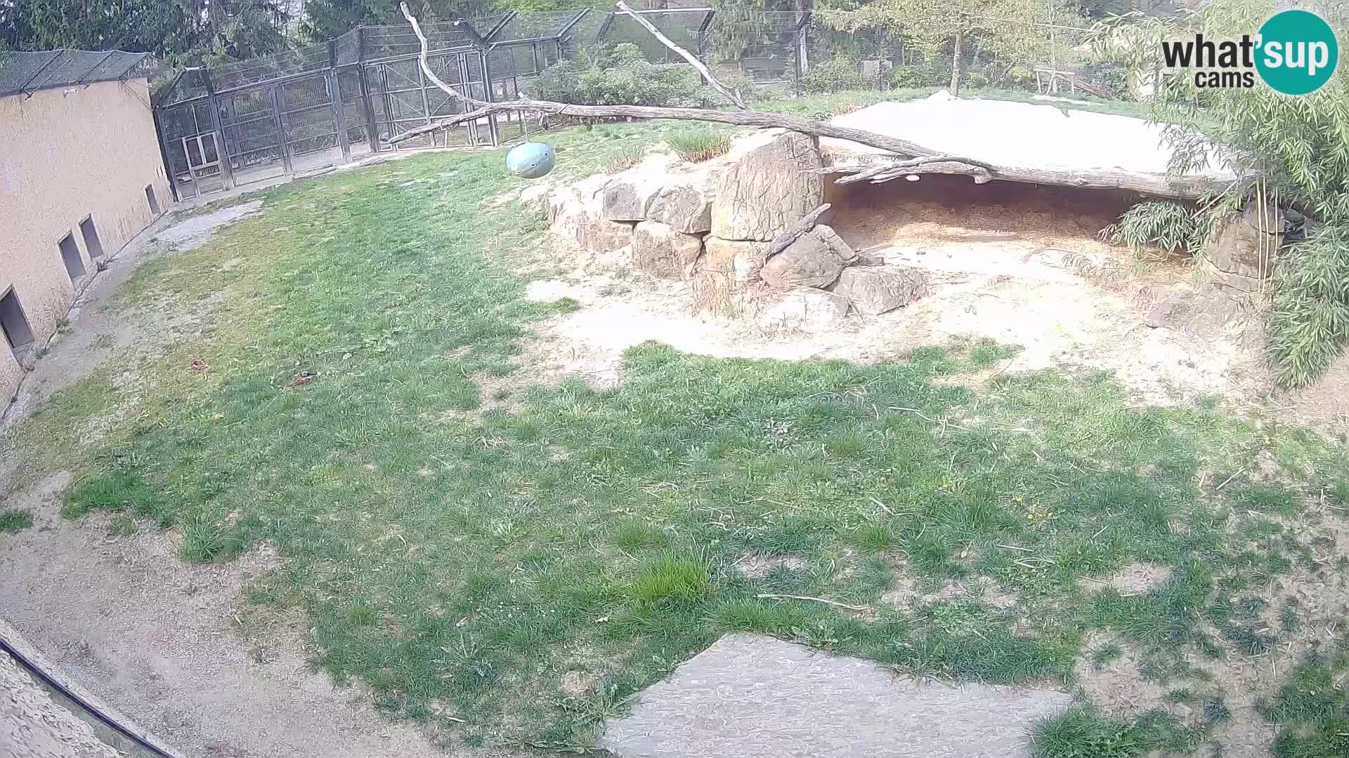 LEON Webcam en vivo en Ljubljana Zoo – Eslovenia