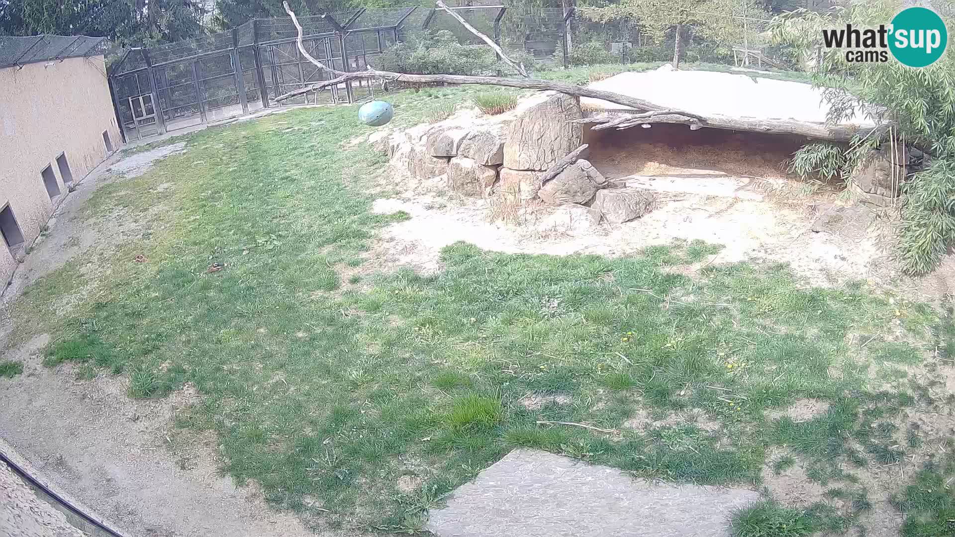 LION webcam en direct du zoo de Ljubljana – Slovénie