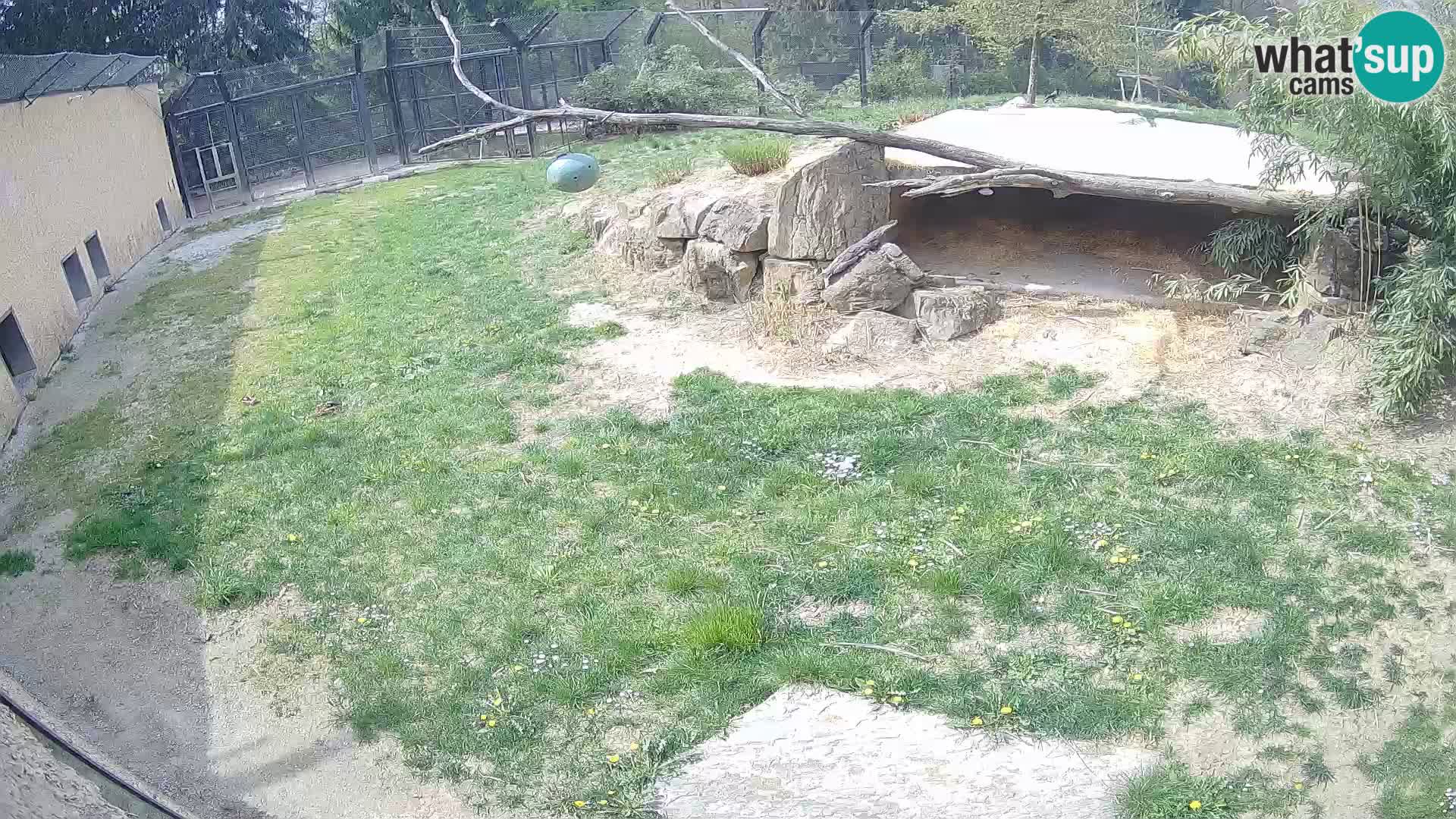 LEVI spletna kamera v živalskem vrtu Ljubljana Zoo
