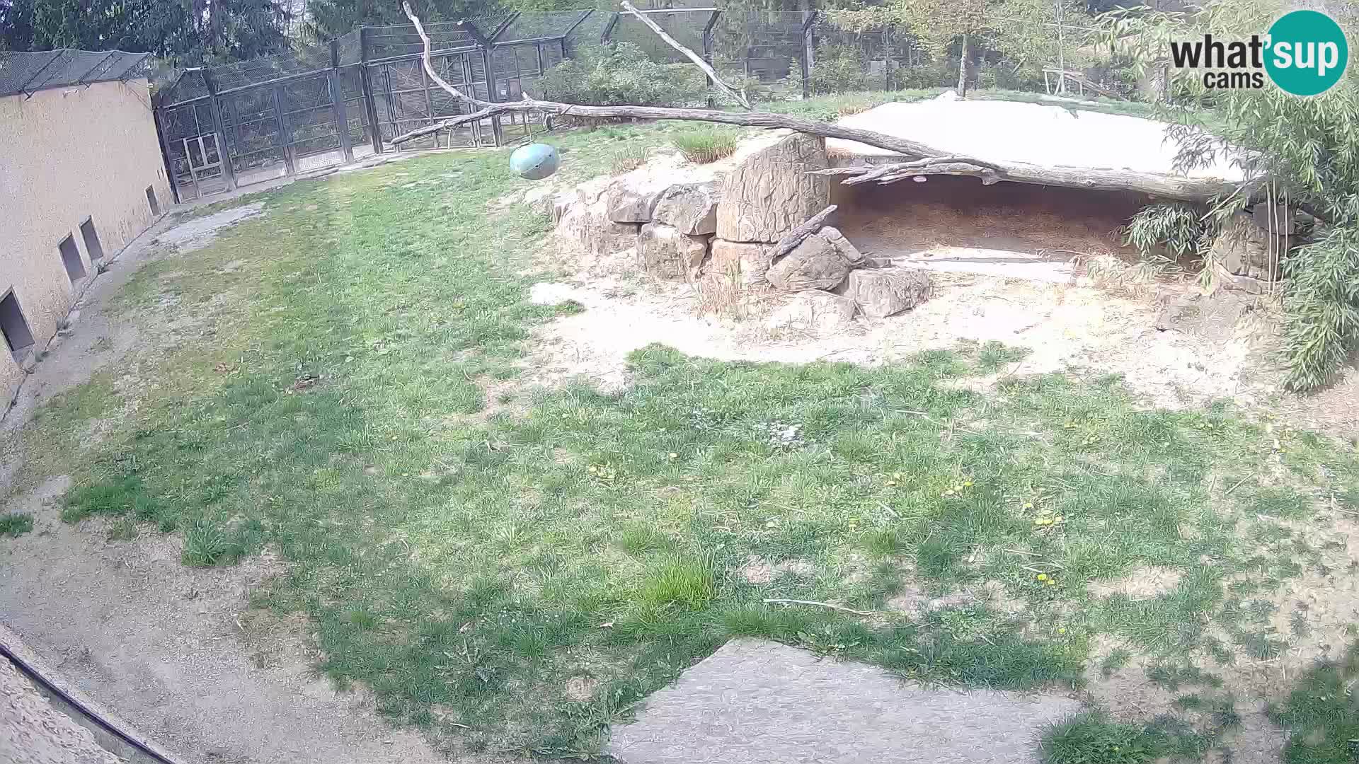 LION live Webcam in Ljubljana Zoo – Slovenia