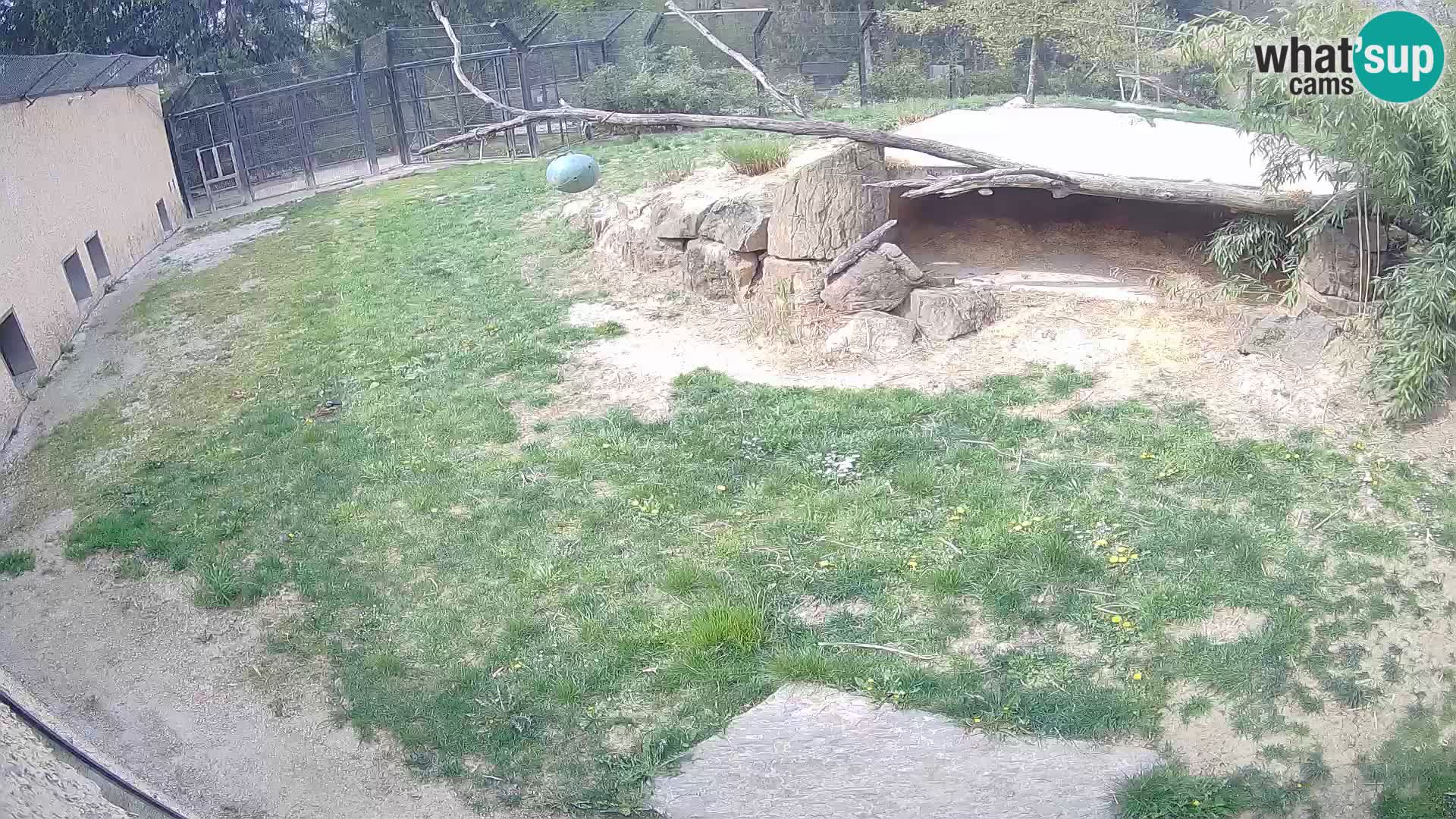 LEVI spletna kamera v živalskem vrtu Ljubljana Zoo