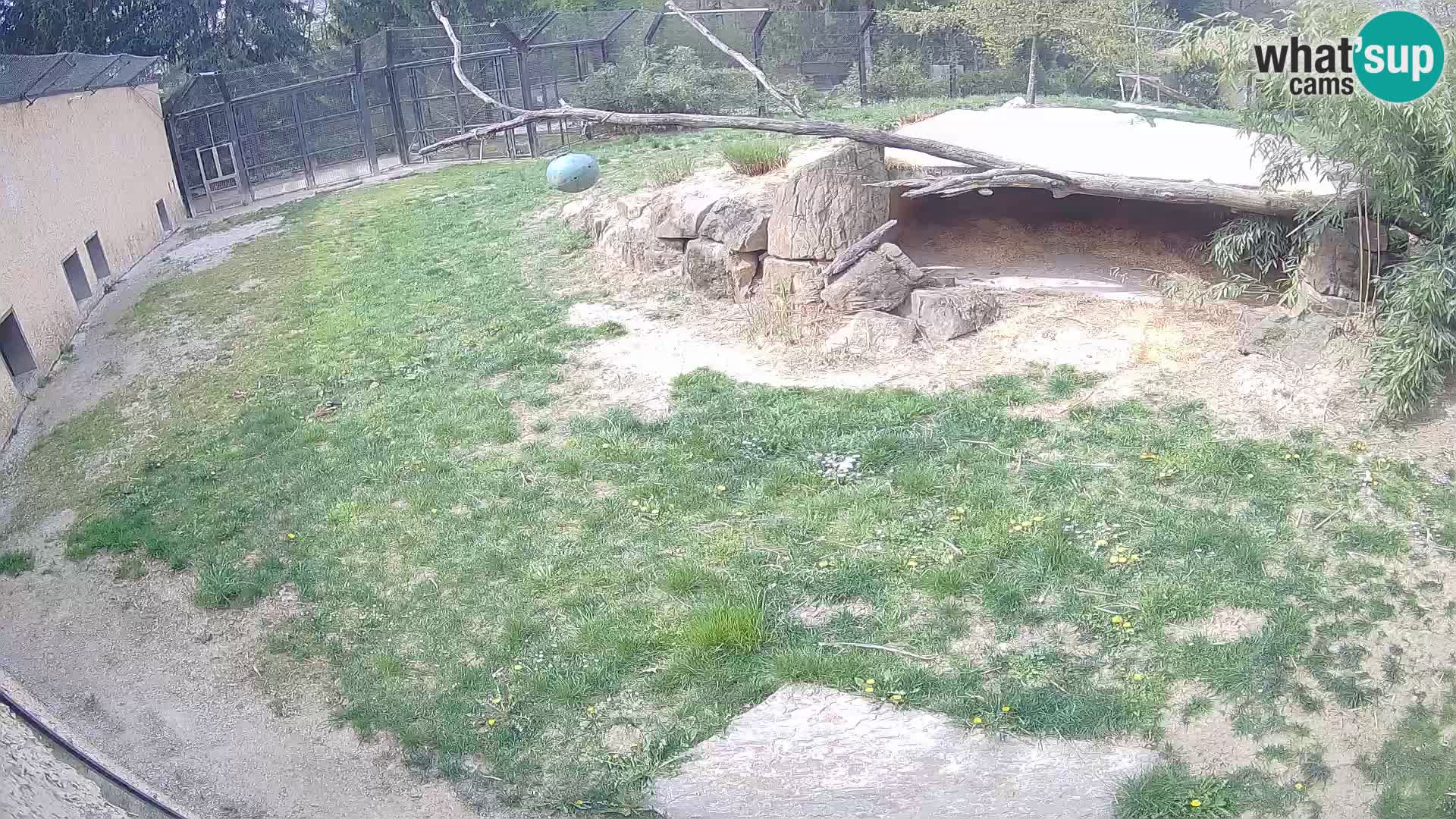 LEONE live Webcam nello zoo di Lubiana – Slovenia