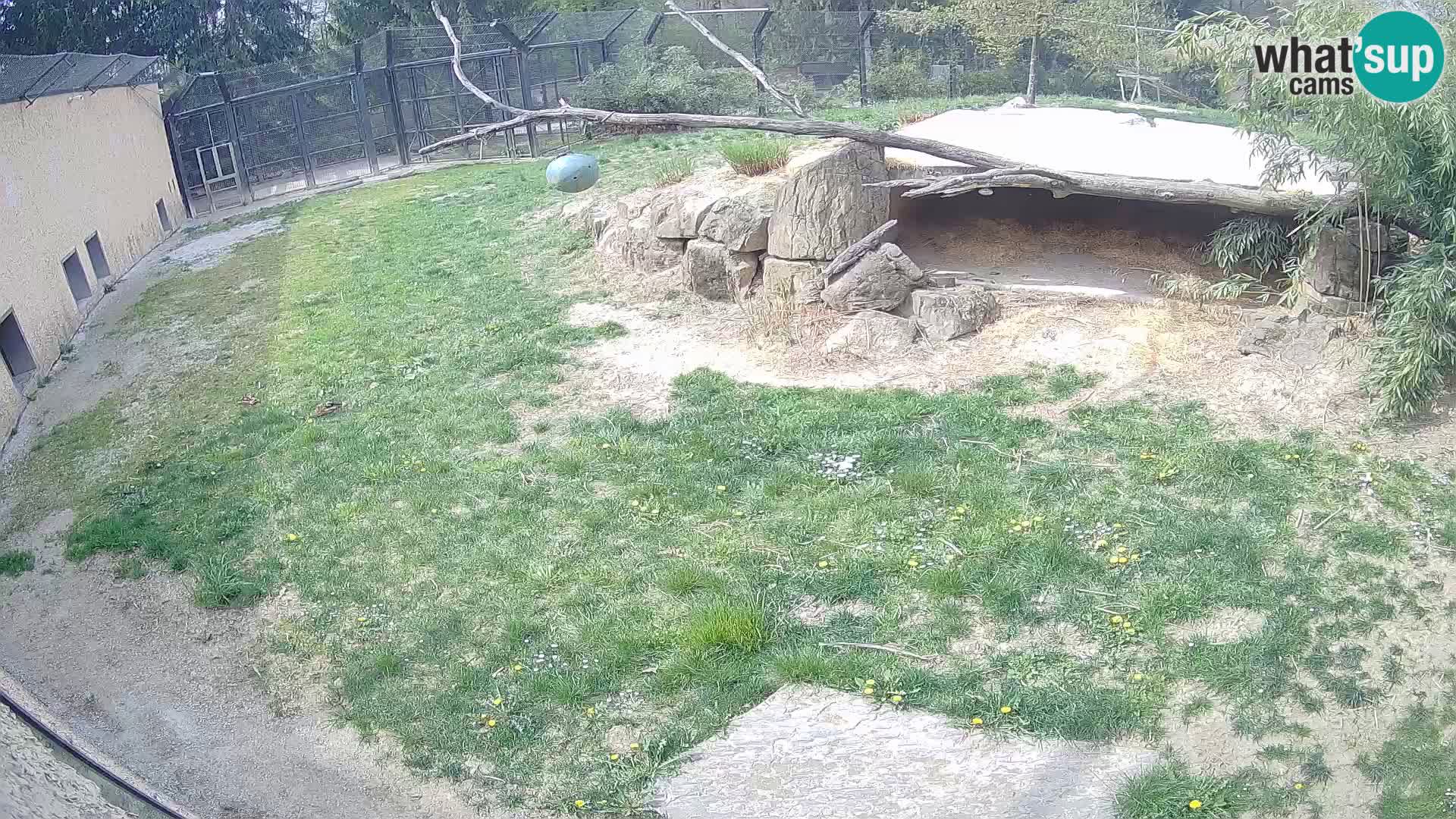 LEON Webcam en vivo en Ljubljana Zoo – Eslovenia