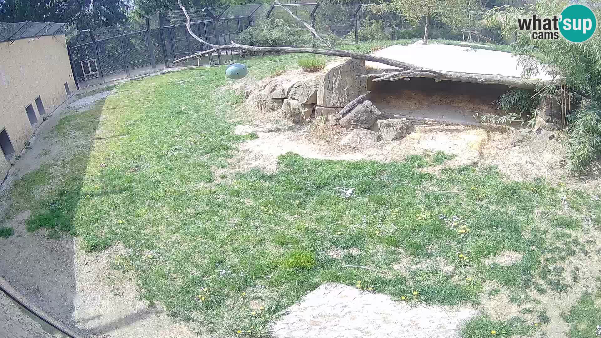 Lavovi web kamera uživo u ljubljanskom zoološkom vrtu – Slovenija