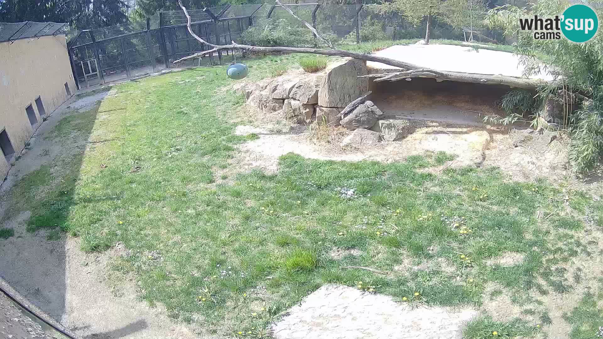 LEONE live Webcam nello zoo di Lubiana – Slovenia