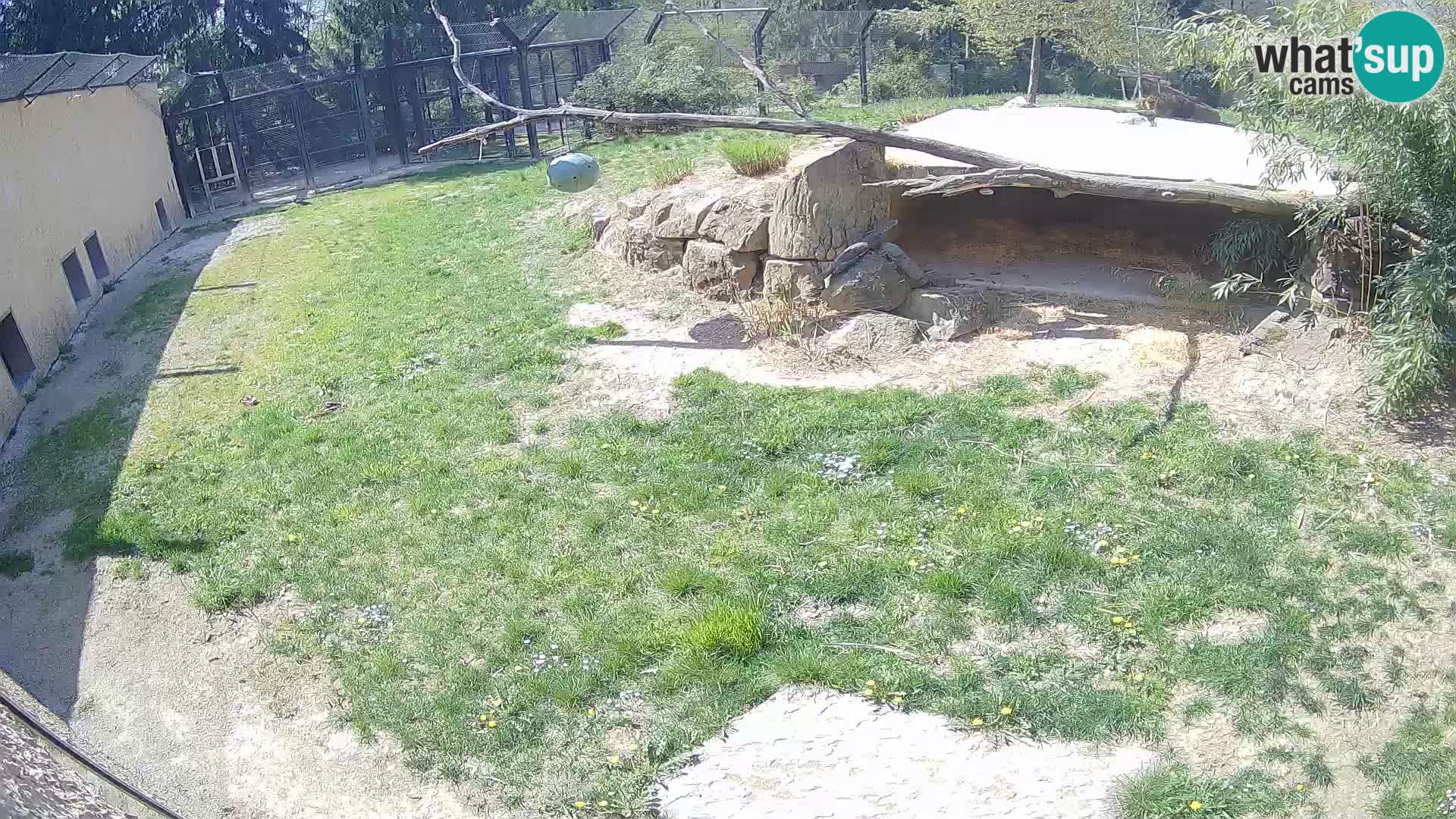 LEONE live Webcam nello zoo di Lubiana – Slovenia