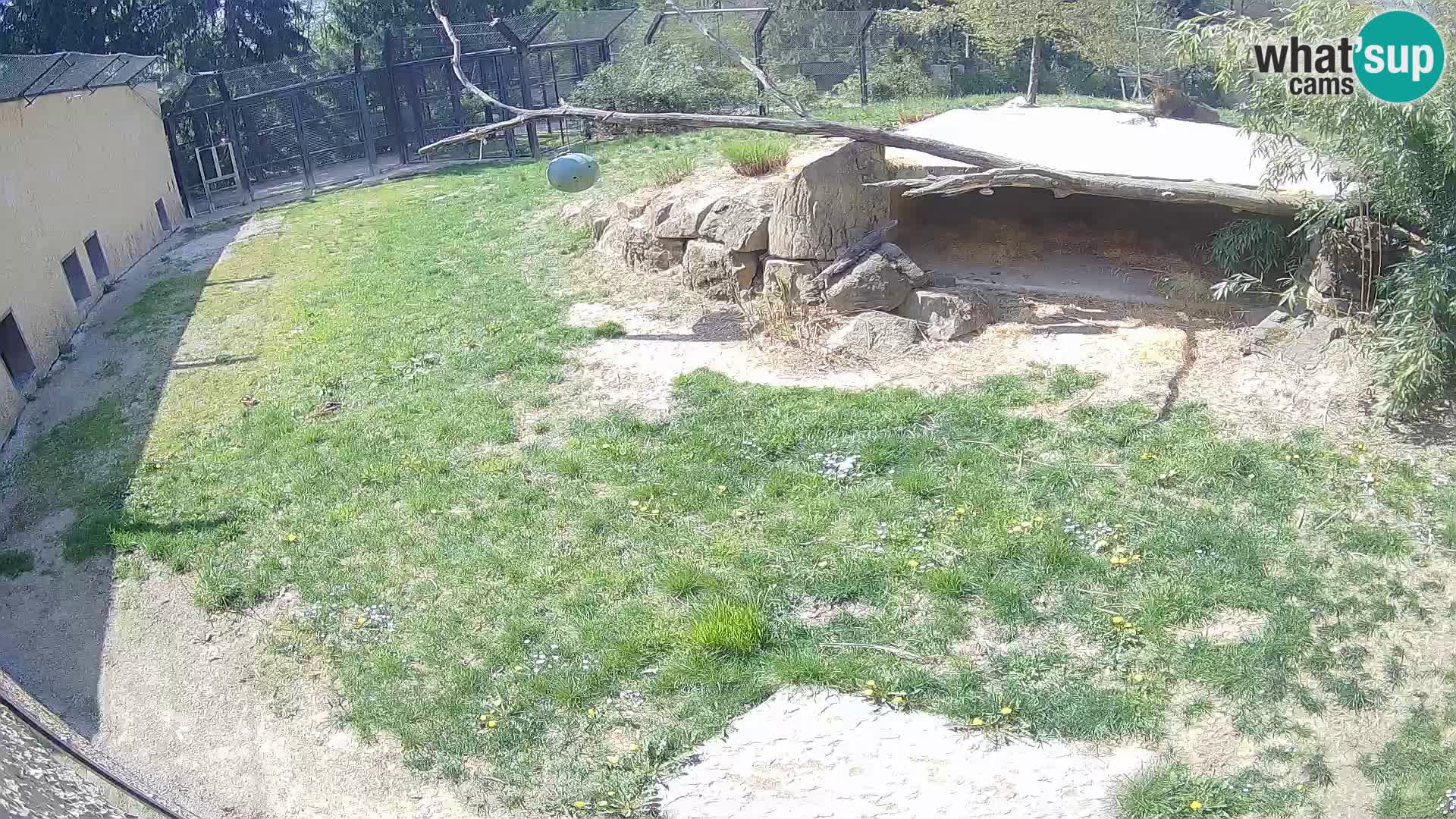 LEONE live Webcam nello zoo di Lubiana – Slovenia