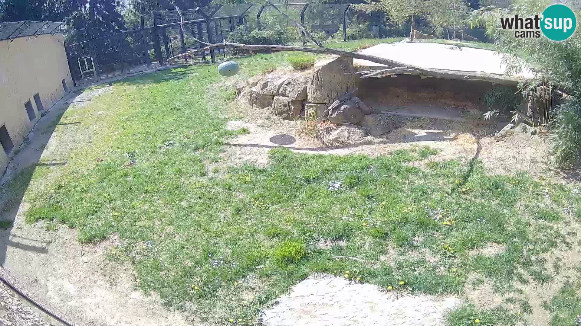 Löwe live Webcam im Zoo von Ljubljana – Slowenien