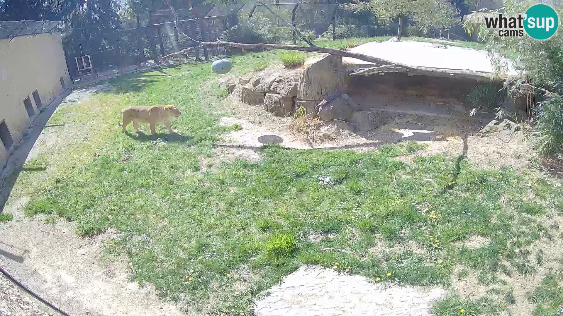 LEVI spletna kamera v živalskem vrtu Ljubljana Zoo