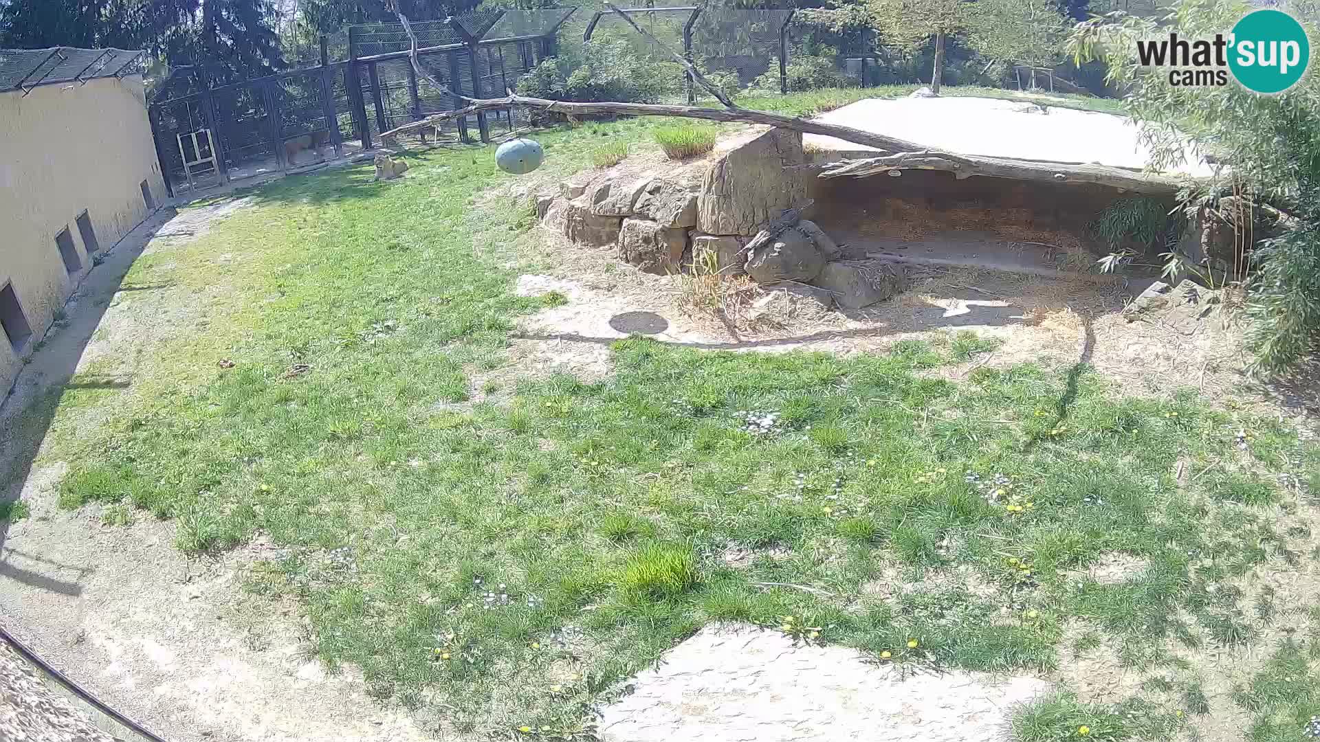 LEONE live Webcam nello zoo di Lubiana – Slovenia