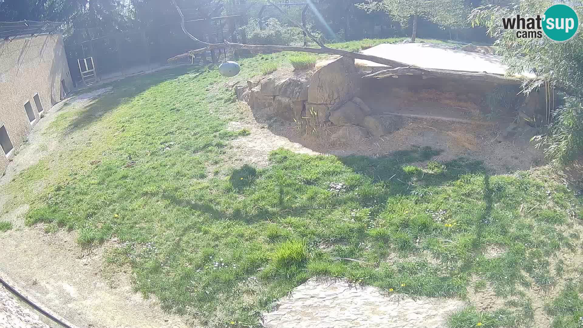 LION webcam en direct du zoo de Ljubljana – Slovénie