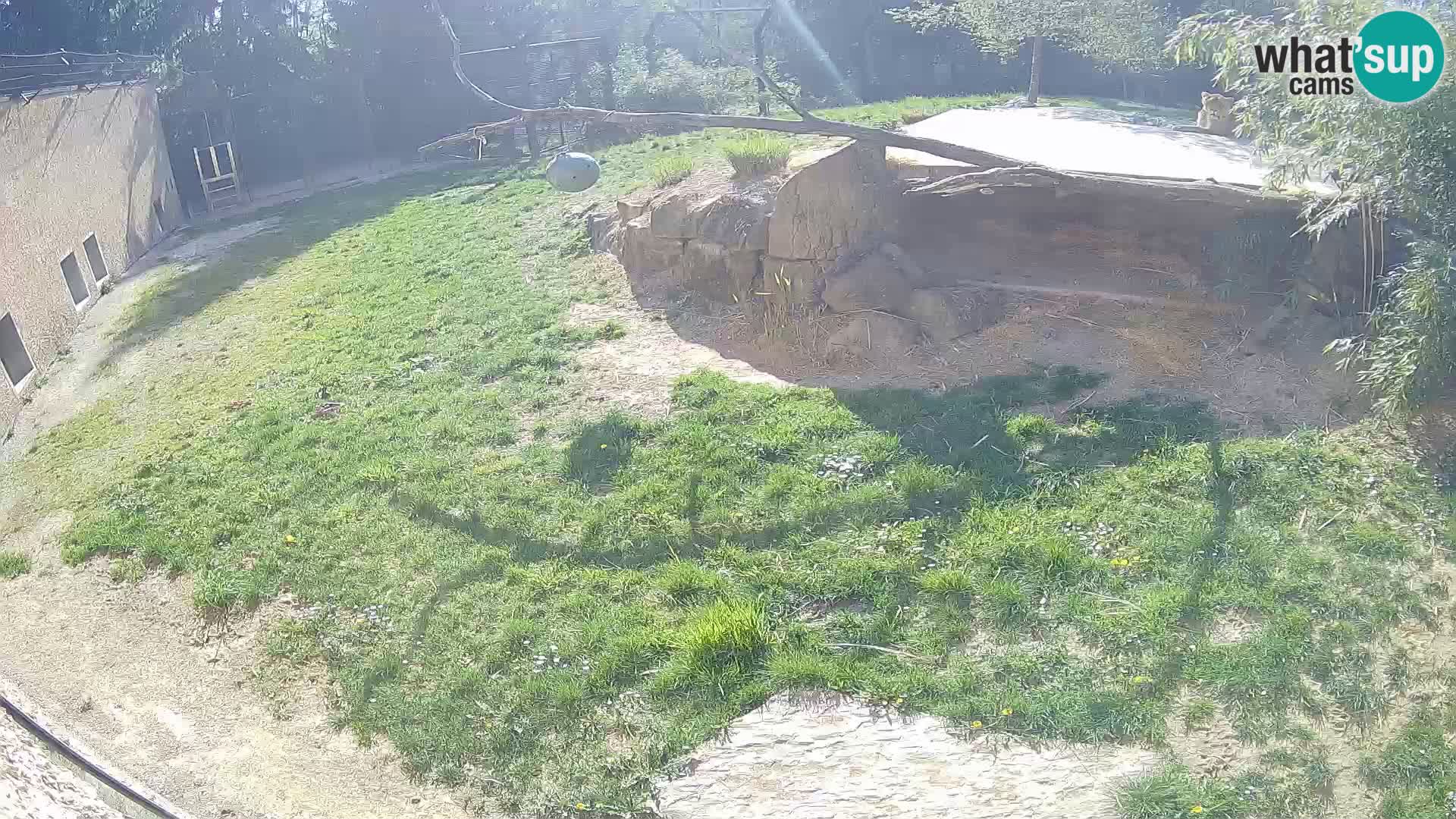 Lavovi web kamera uživo u ljubljanskom zoološkom vrtu – Slovenija