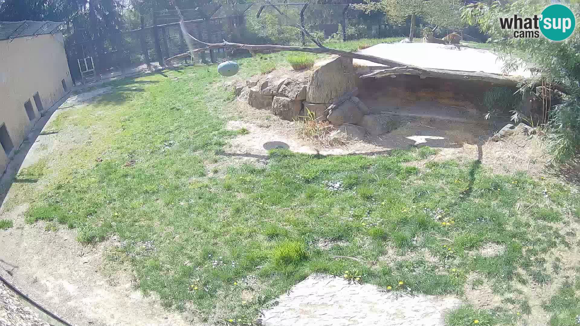 LEVI spletna kamera v živalskem vrtu Ljubljana Zoo