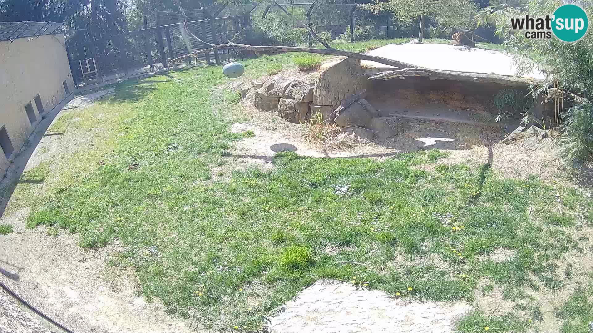 LEONE live Webcam nello zoo di Lubiana – Slovenia