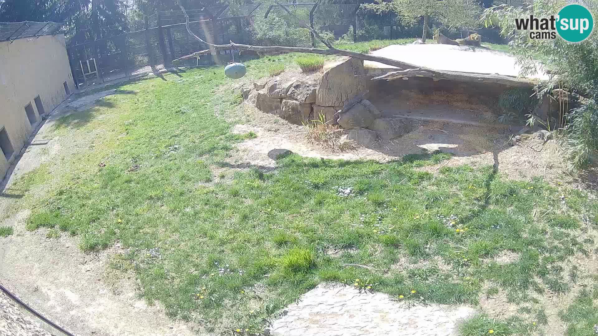 LEONE live Webcam nello zoo di Lubiana – Slovenia