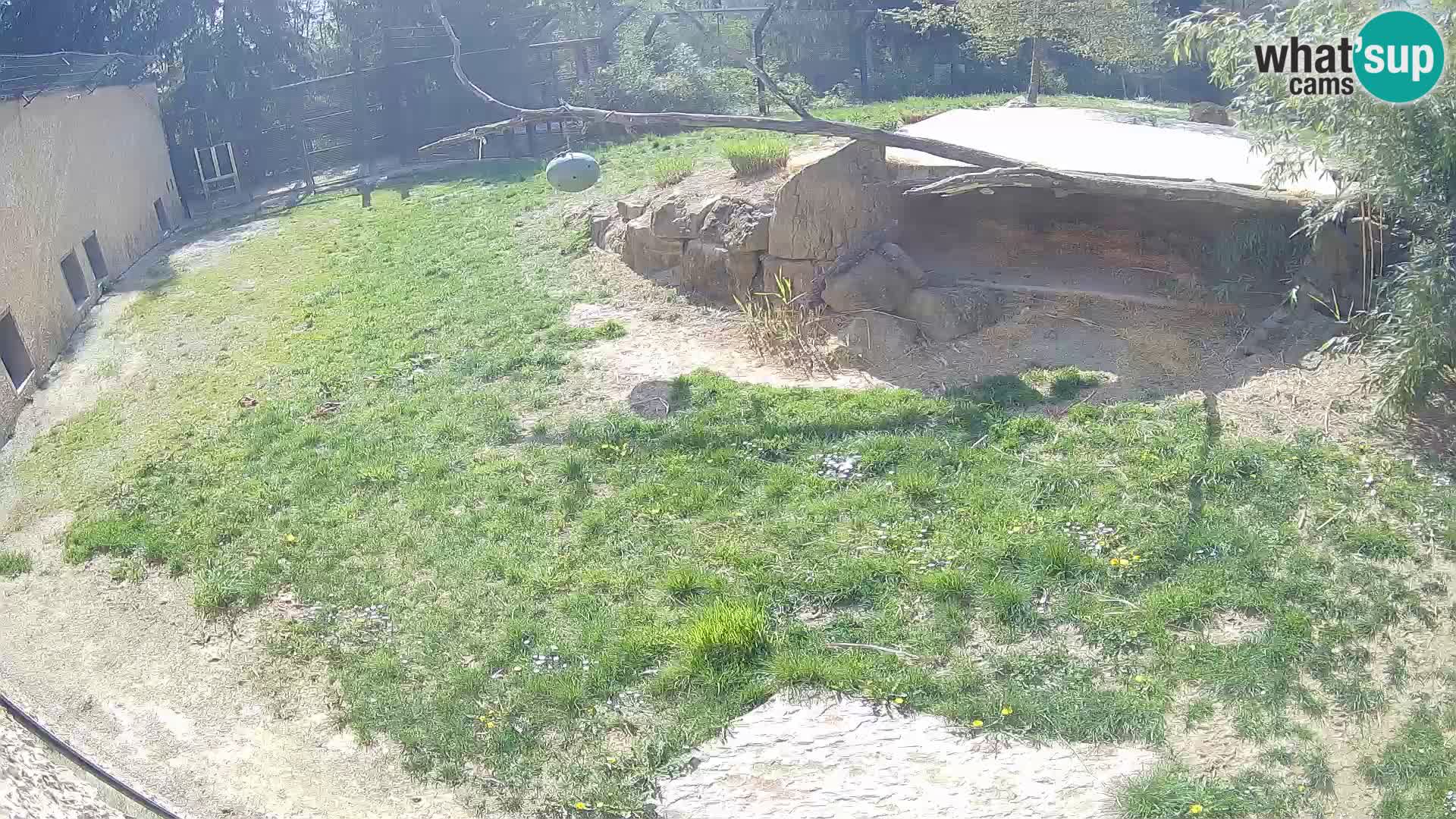 LEON Webcam en vivo en Ljubljana Zoo – Eslovenia