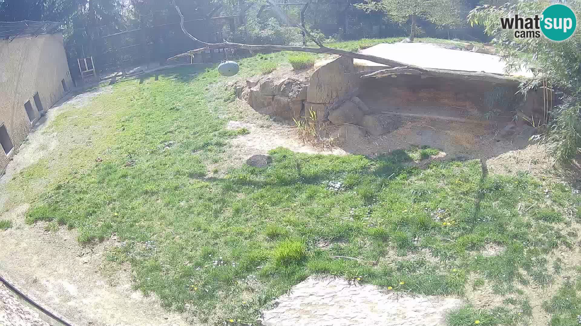 Löwe live Webcam im Zoo von Ljubljana – Slowenien