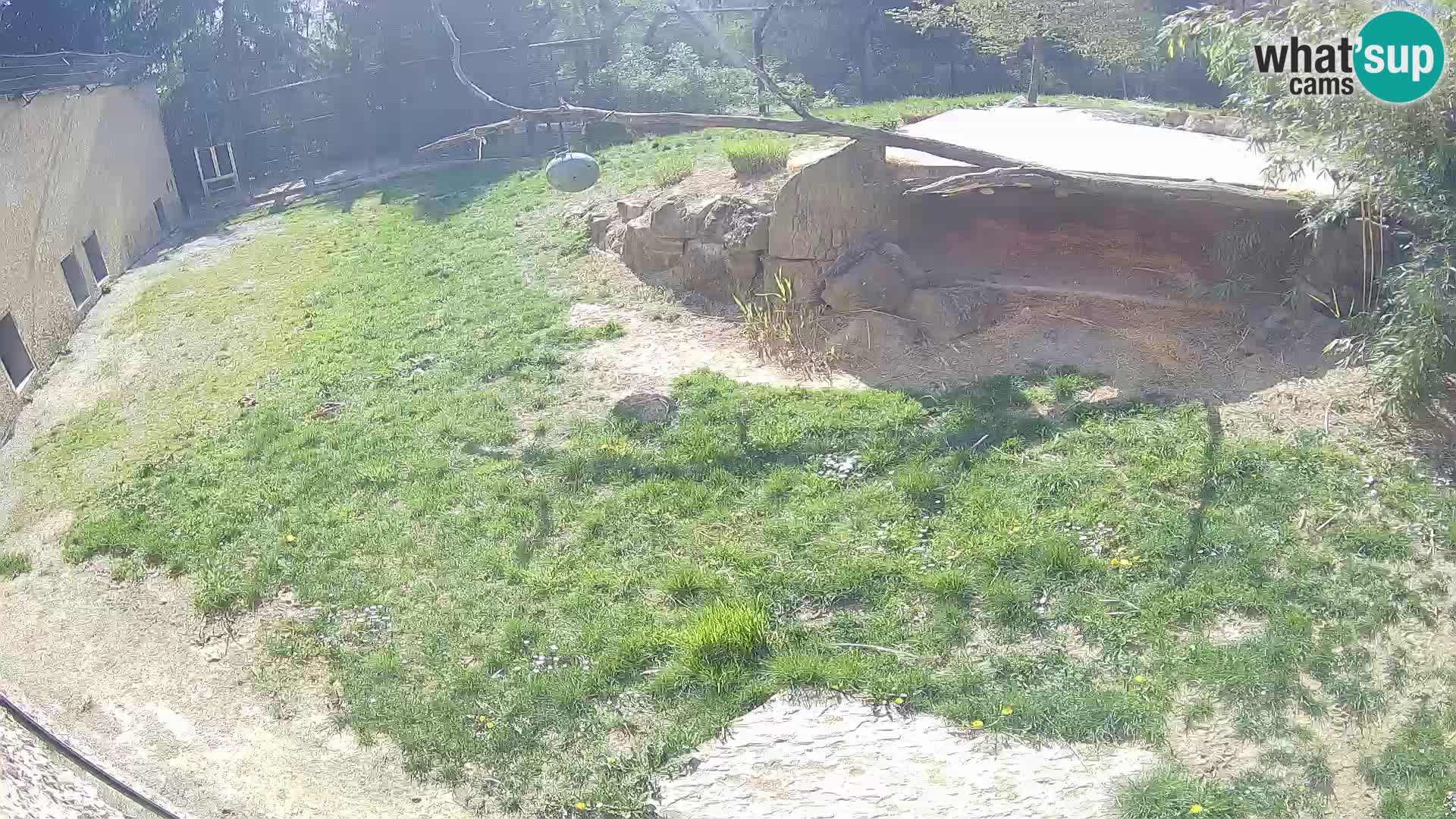 LEON Webcam en vivo en Ljubljana Zoo – Eslovenia