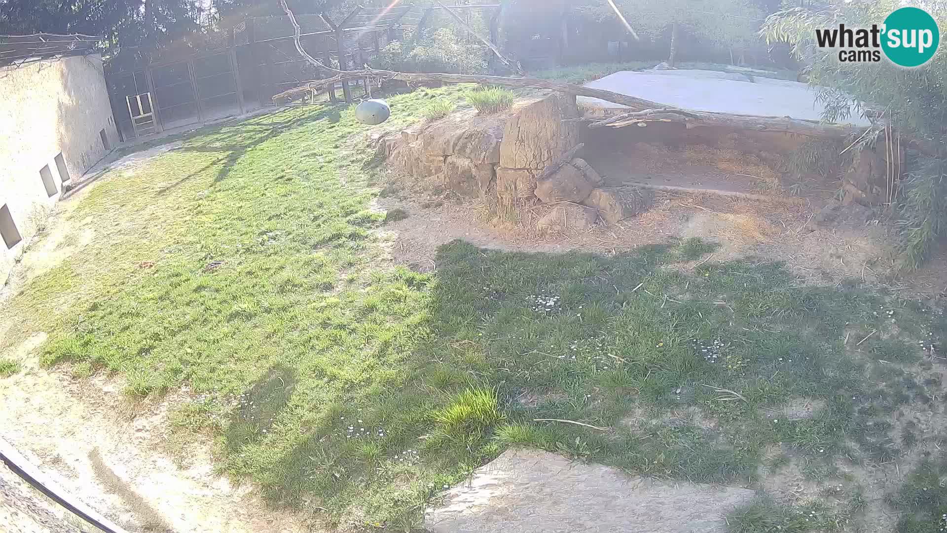 LEVI spletna kamera v živalskem vrtu Ljubljana Zoo