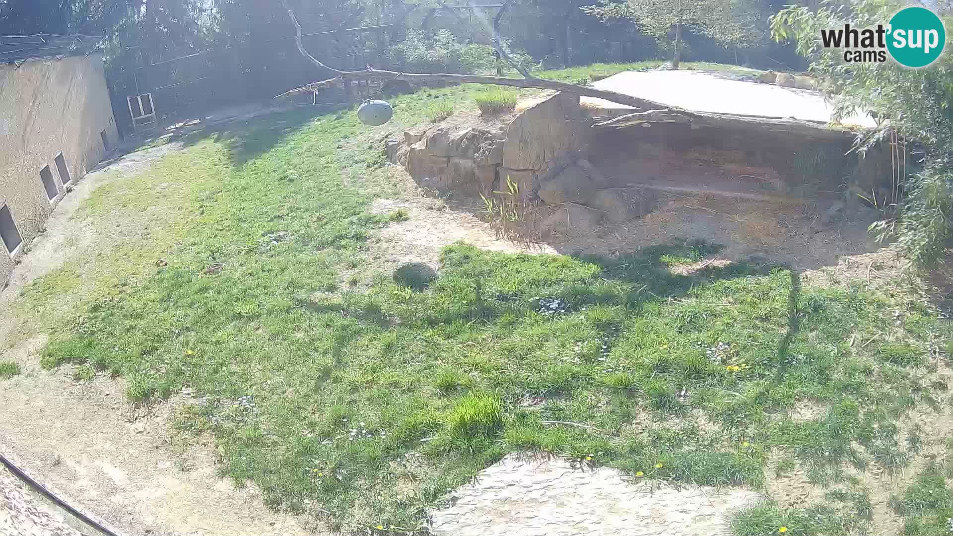 LEVI spletna kamera v živalskem vrtu Ljubljana Zoo