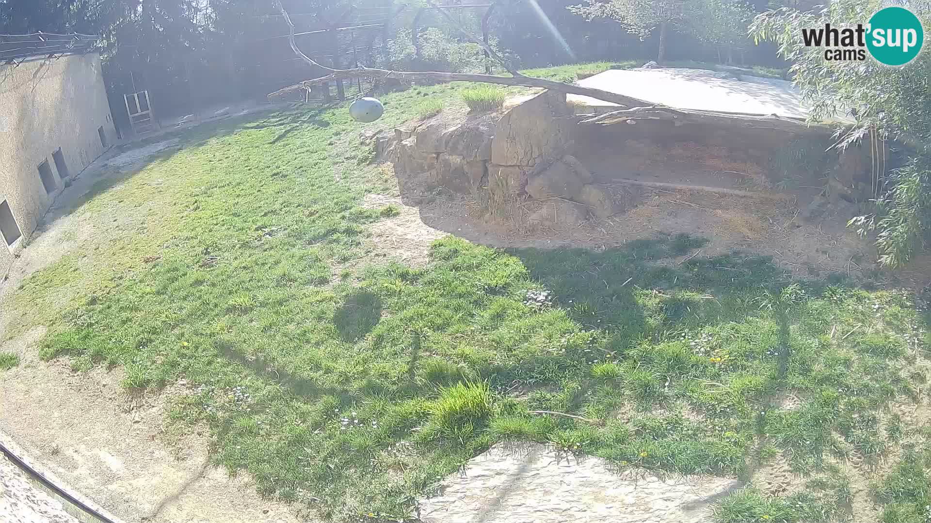 LION live Webcam in Ljubljana Zoo – Slovenia