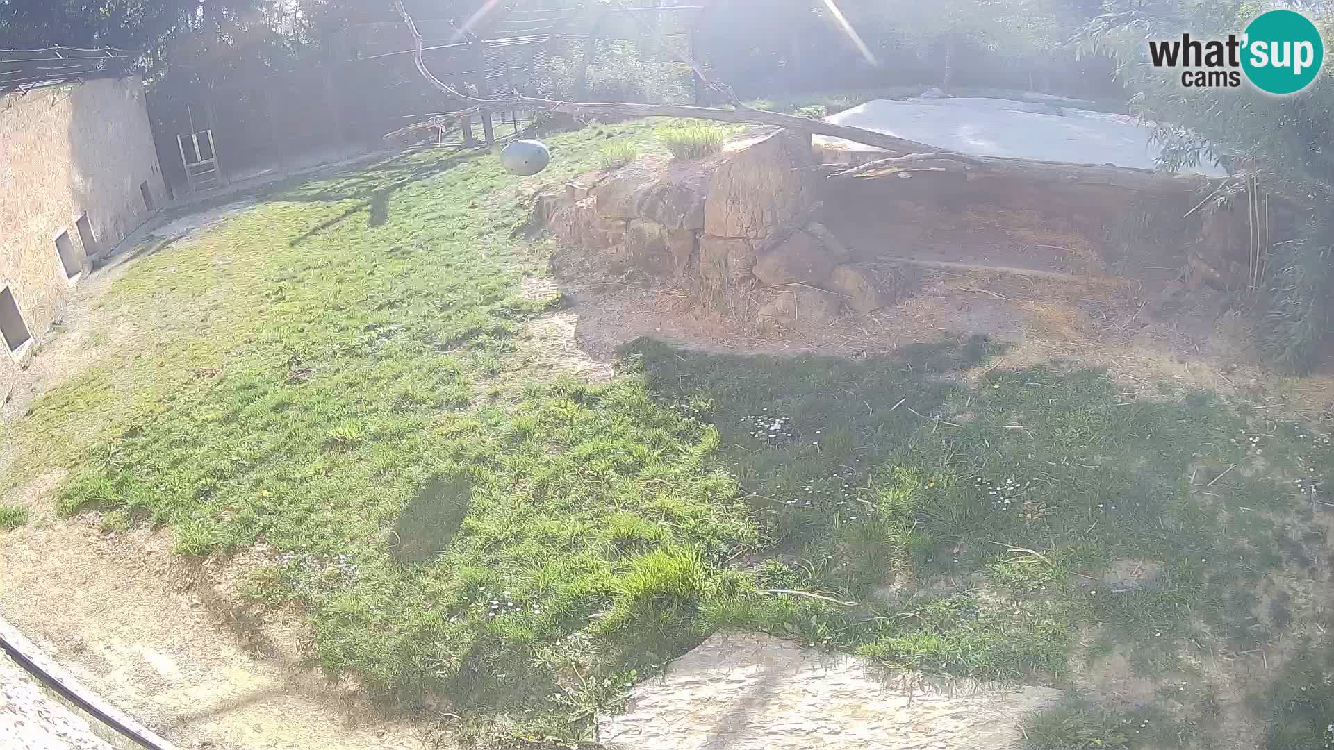 LEON Webcam en vivo en Ljubljana Zoo – Eslovenia