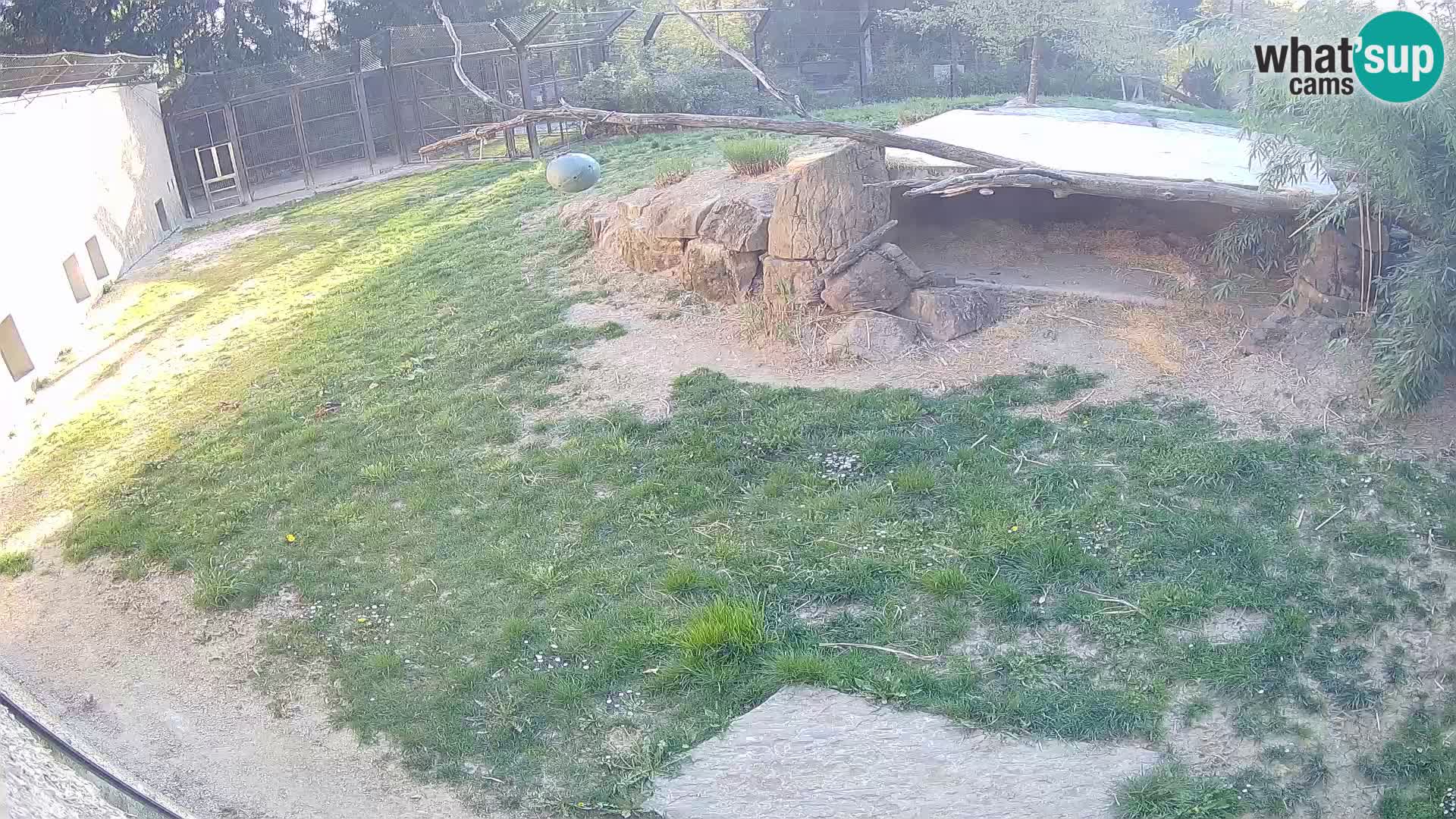 Löwe live Webcam im Zoo von Ljubljana – Slowenien