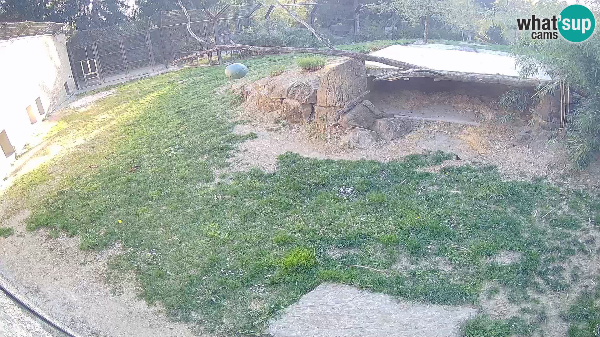 LEVI spletna kamera v živalskem vrtu Ljubljana Zoo