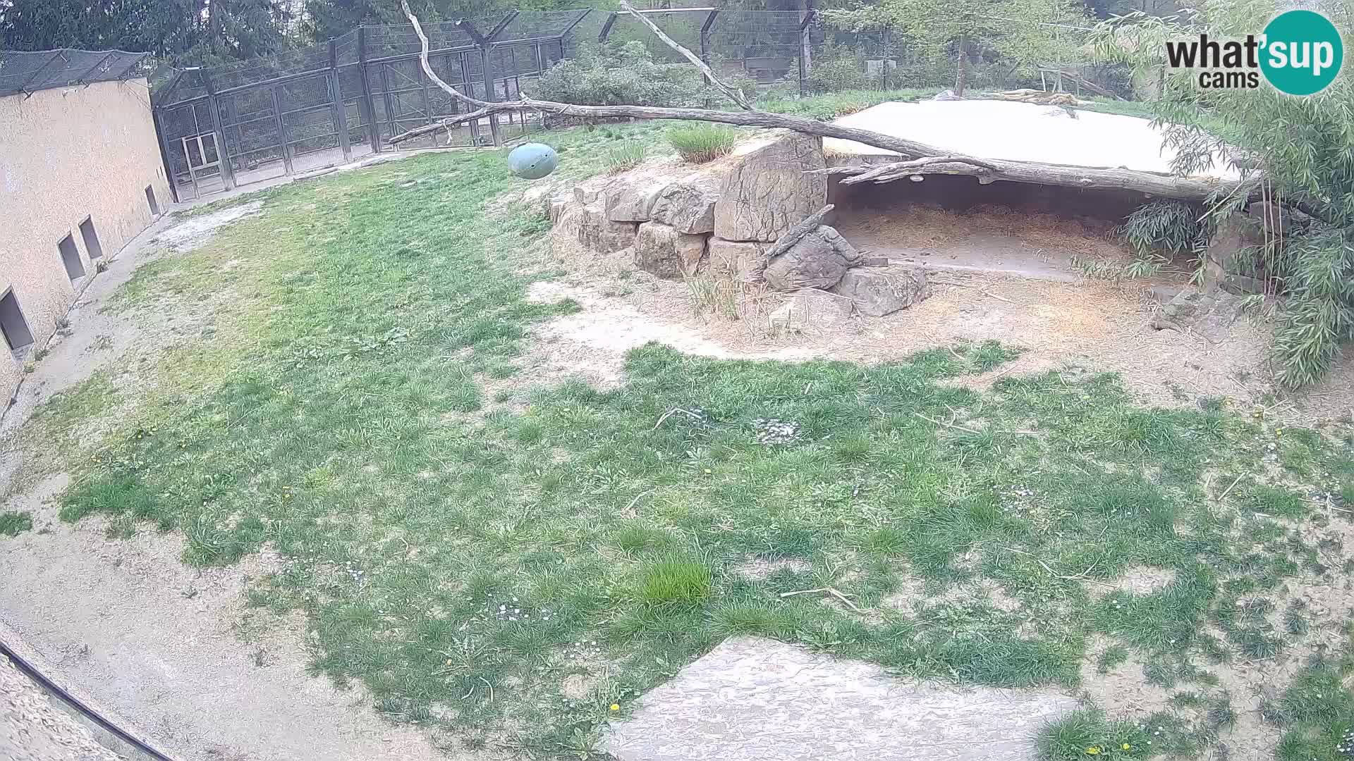 Lavovi web kamera uživo u ljubljanskom zoološkom vrtu – Slovenija