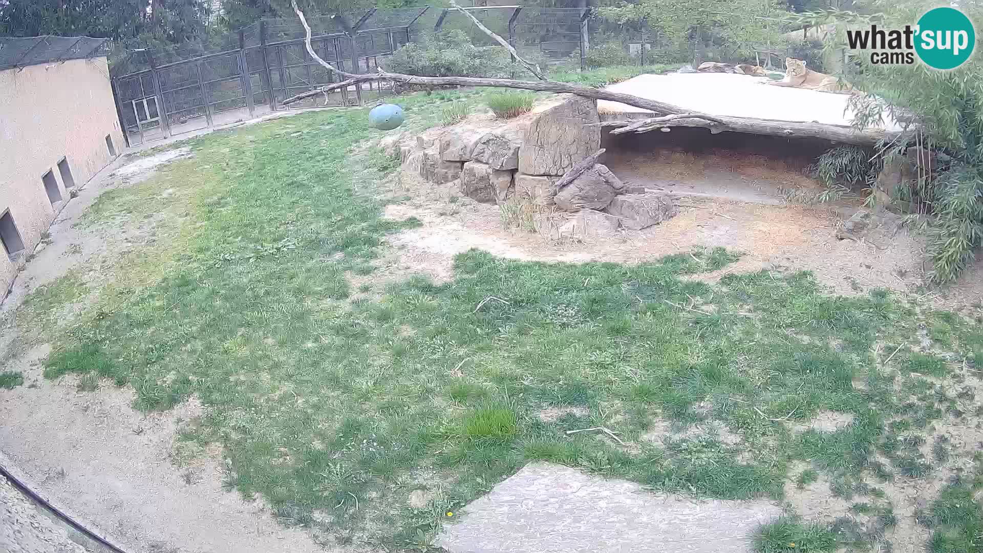Lavovi web kamera uživo u ljubljanskom zoološkom vrtu – Slovenija