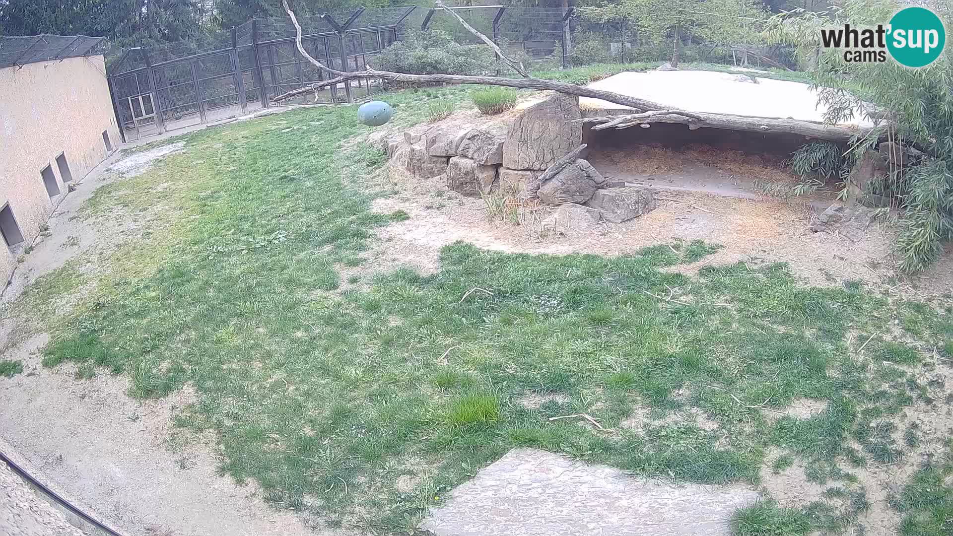 Lavovi web kamera uživo u ljubljanskom zoološkom vrtu – Slovenija