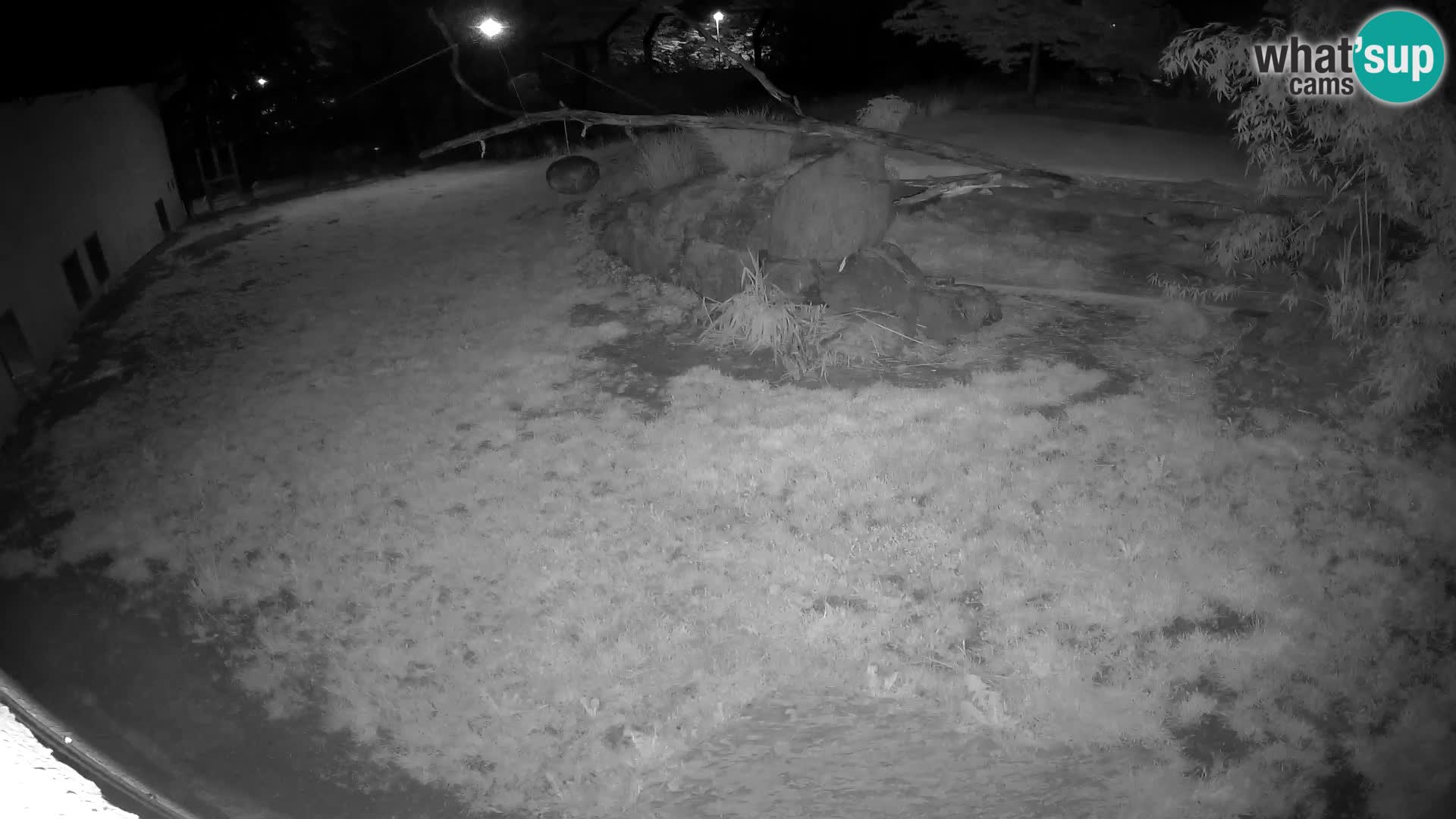 LION webcam en direct du zoo de Ljubljana – Slovénie