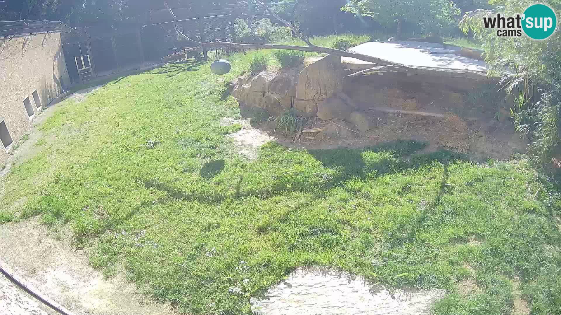 LION live Webcam in Ljubljana Zoo – Slovenia