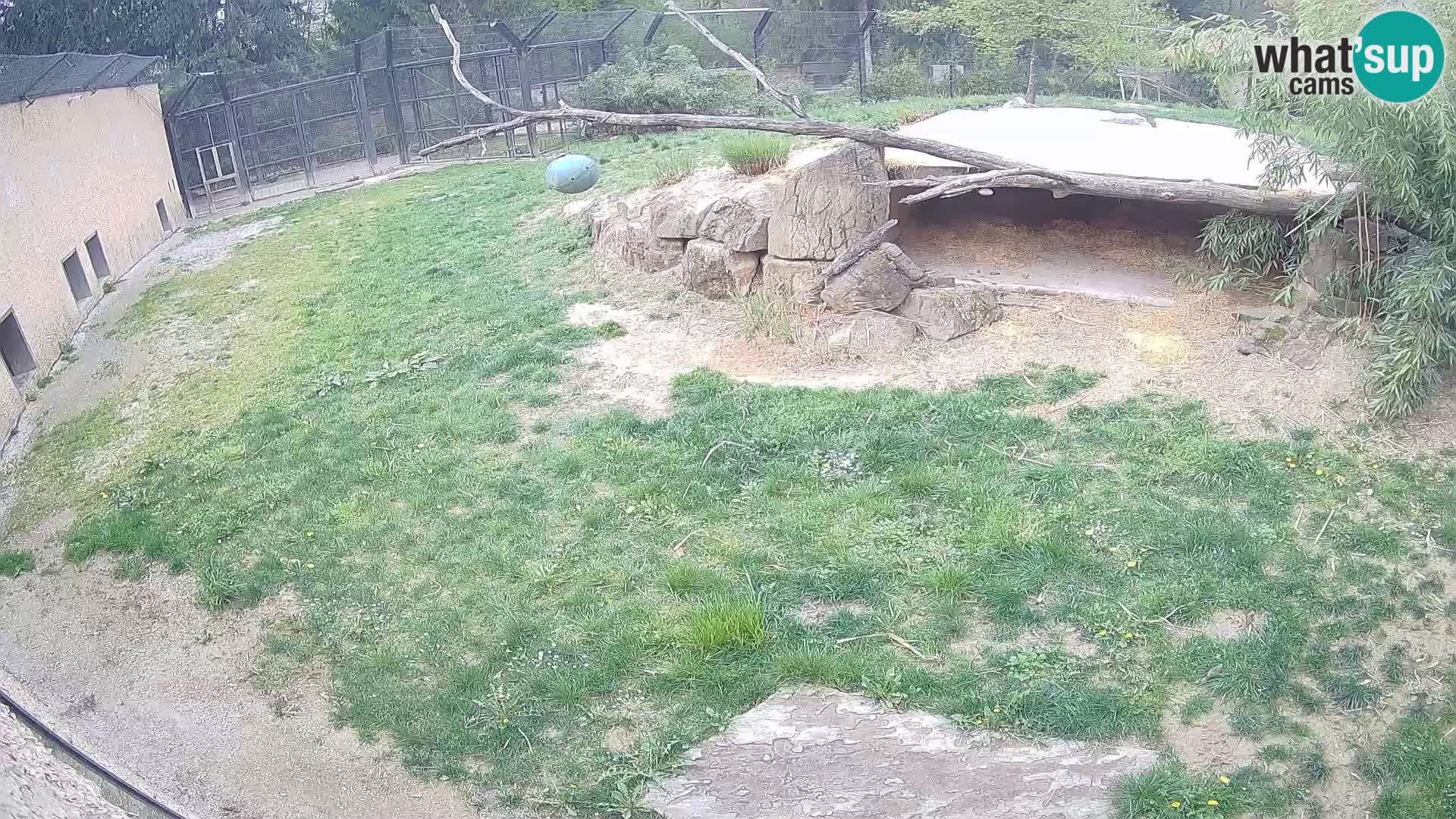 Lavovi web kamera uživo u ljubljanskom zoološkom vrtu – Slovenija