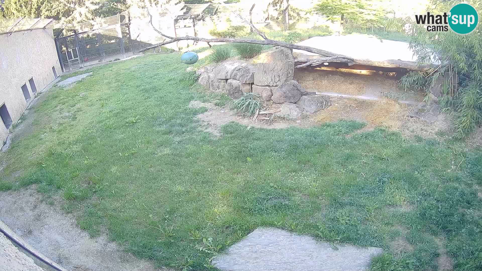 LION live Webcam in Ljubljana Zoo – Slovenia