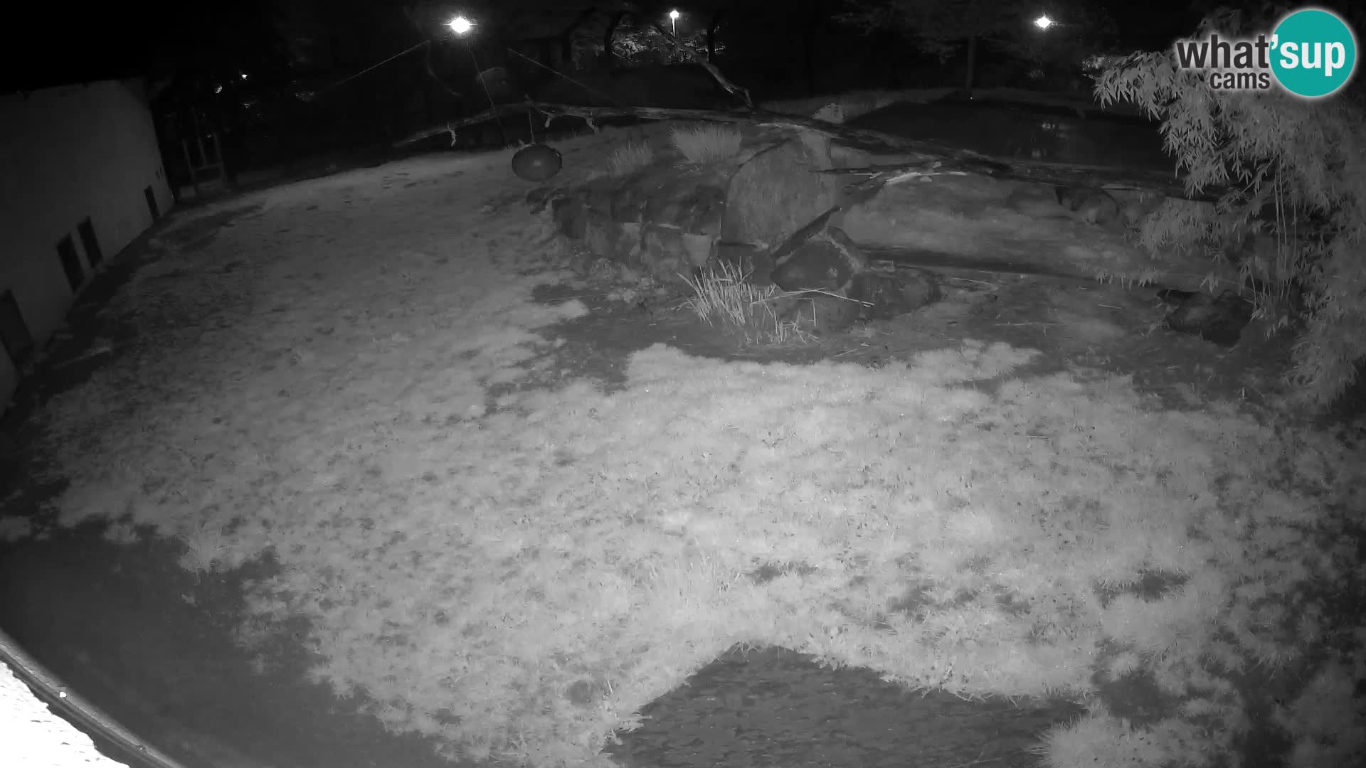 LEON Webcam en vivo en Ljubljana Zoo – Eslovenia