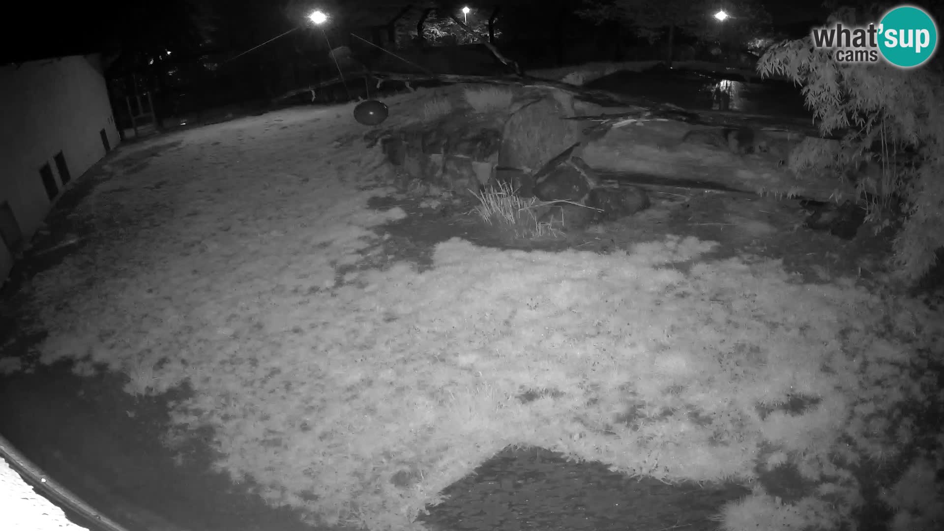 LEONE live Webcam nello zoo di Lubiana – Slovenia