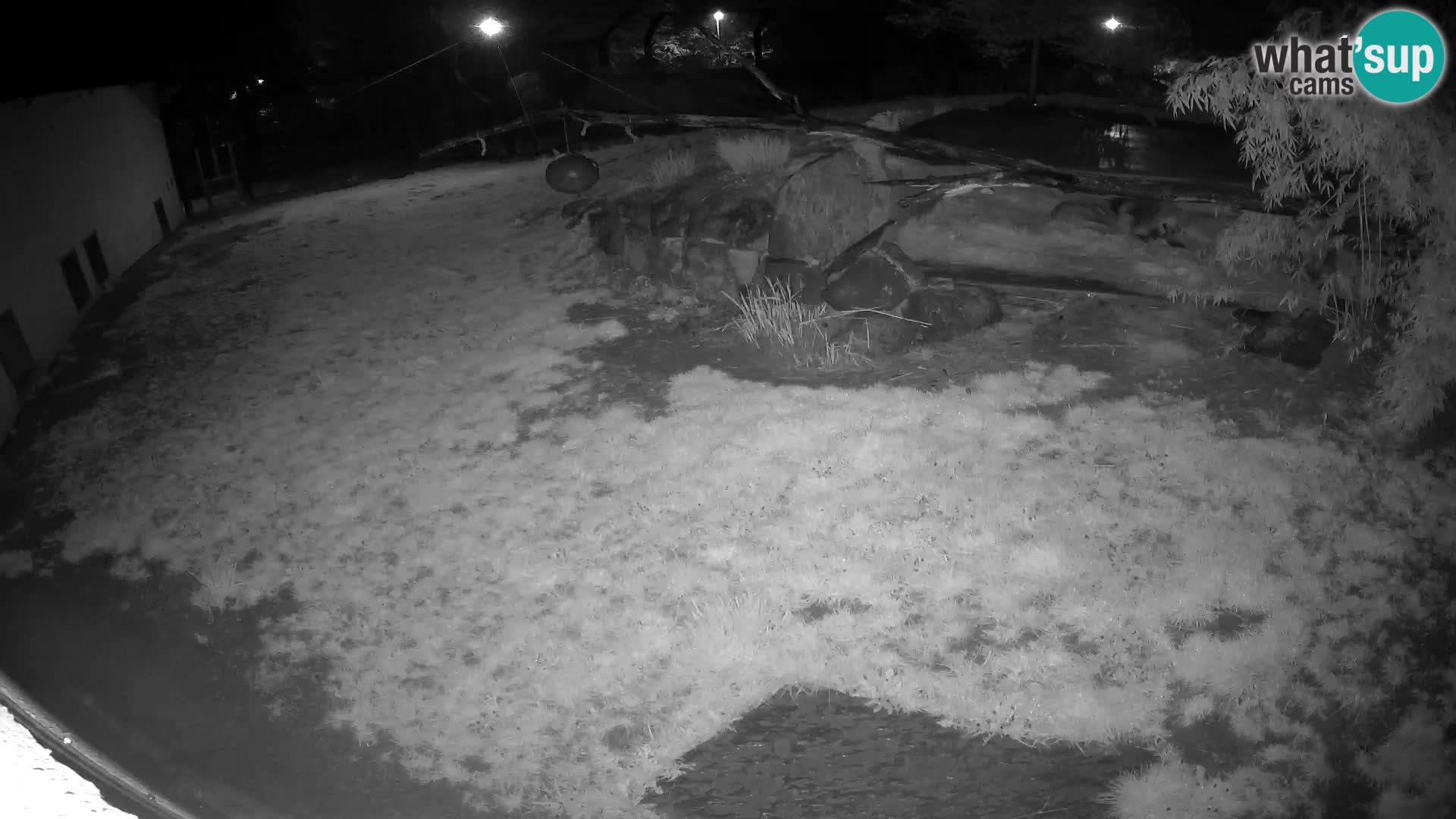 LEON Webcam en vivo en Ljubljana Zoo – Eslovenia