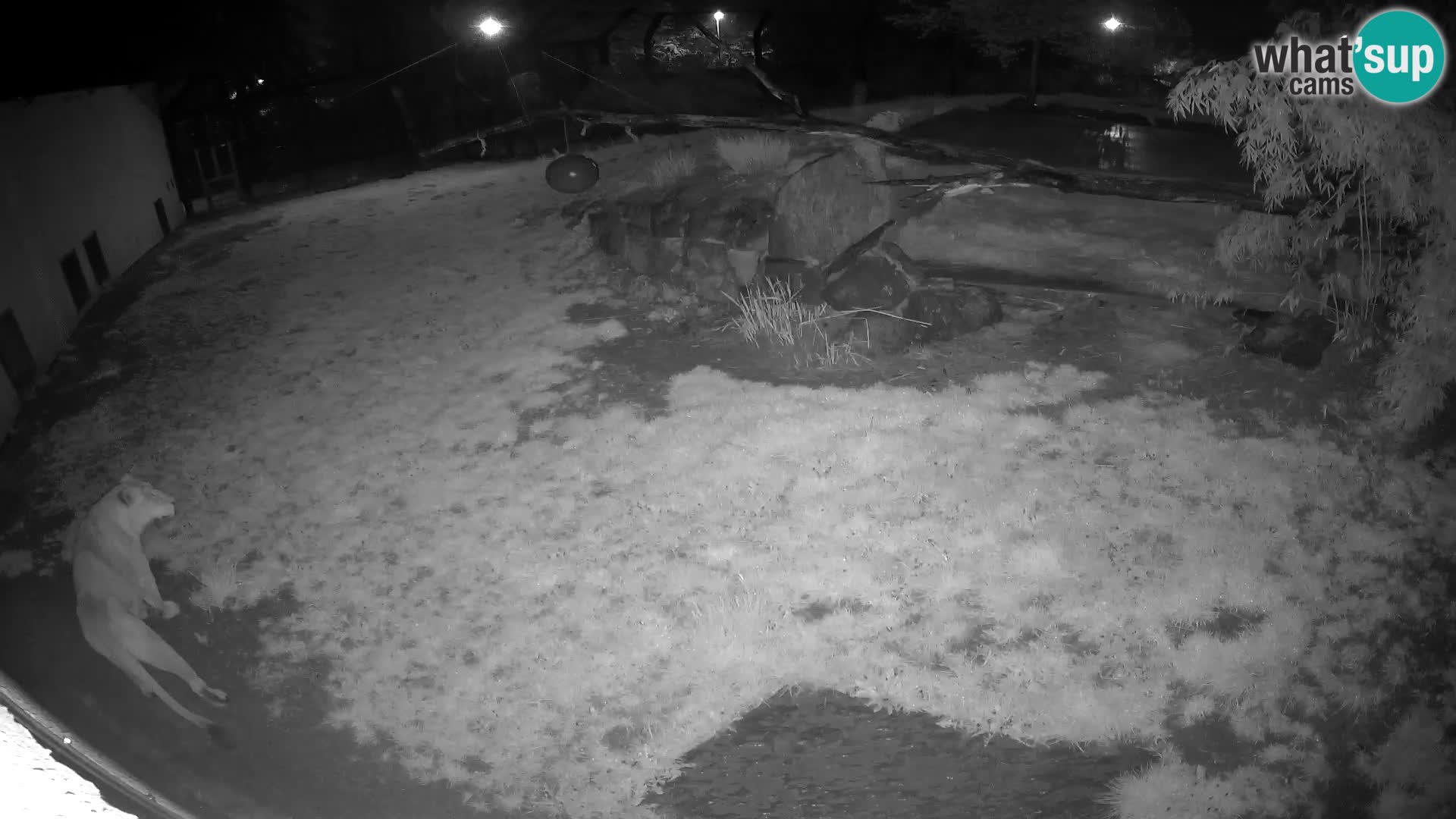 LEONE live Webcam nello zoo di Lubiana – Slovenia