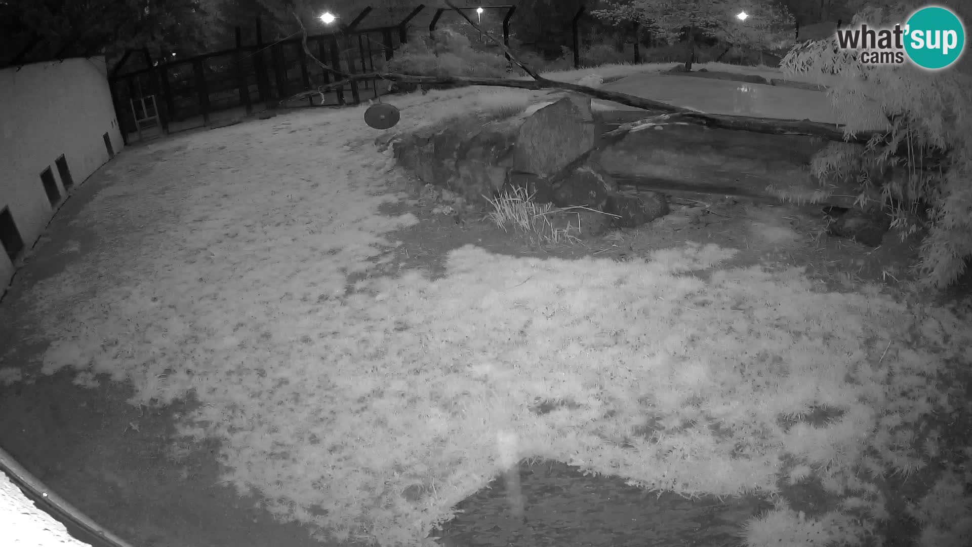 LION live Webcam in Ljubljana Zoo – Slovenia