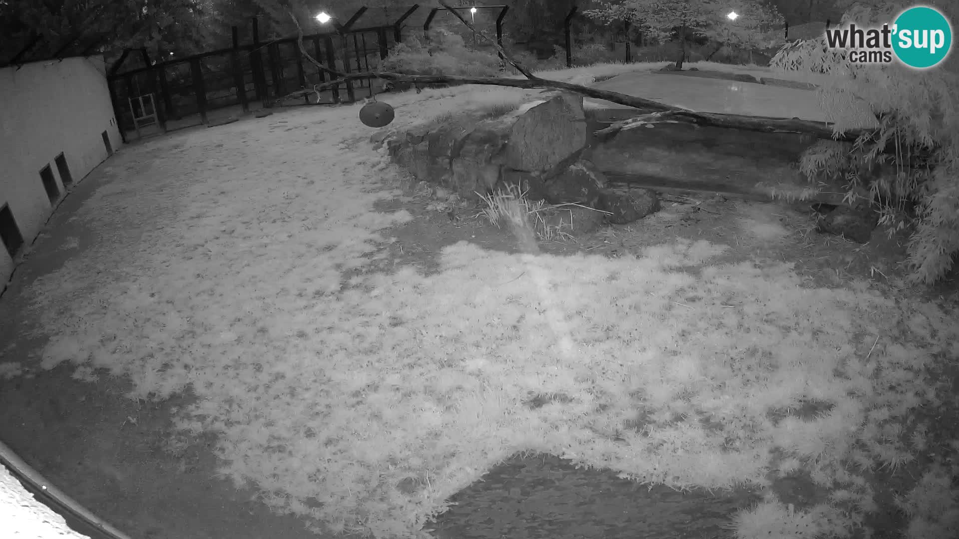 LEON Webcam en vivo en Ljubljana Zoo – Eslovenia